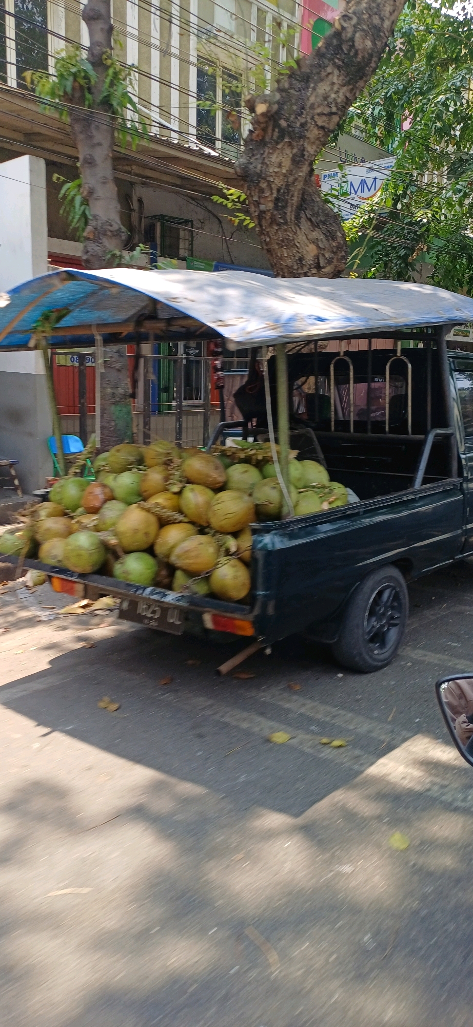 A dark green pickup truck is parked on a street, its bed filled with a large quantity of green and yellow coconuts. The truck is covered by a makeshift roof made of blue and white tarp stretched over a wooden frame. The vehicle's license plate reads "B 1825 ULL". In the background, a building with white vertical stripes and several windows is visible, along with a mature tree with rough bark. The street appears to be paved, with fallen leaves scattered on the surface. The overall scene suggests a street vendor selling coconuts from their truck.