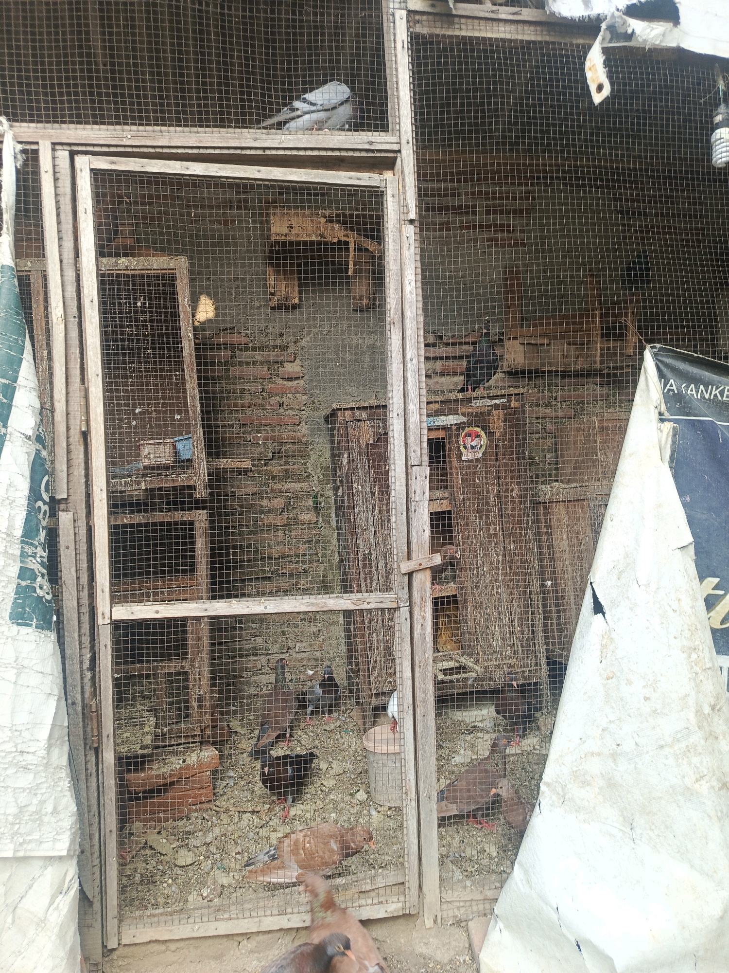 This image depicts an outdoor aviary, likely in Tegal, Indonesia, as indicated by the context provided. The aviary is constructed from weathered wooden frames and wire mesh, enclosing a collection of pigeons. The ground inside the enclosure is covered with what appears to be gravel and debris, with several brick structures visible, potentially for nesting or shelter.
Multiple pigeons are present within the cage. Some are perched on ledges or the wire mesh itself, while others are on the ground. The pigeons exhibit varying plumage colors, including shades of gray, brown, and white. A notable detail is a white pigeon with red legs visible in the lower left section of the aviary.
In the background, a brick wall is partially visible through the wire mesh, suggesting the aviary is situated against a building. The overall scene conveys a sense of a functional, perhaps rustic, pigeon habitat. The presence of what looks like tarpaulin or sheeting draped over parts of the aviary, along with some discarded materials, suggests an area that may not be meticulously maintained. The lighting appears to be natural daylight.