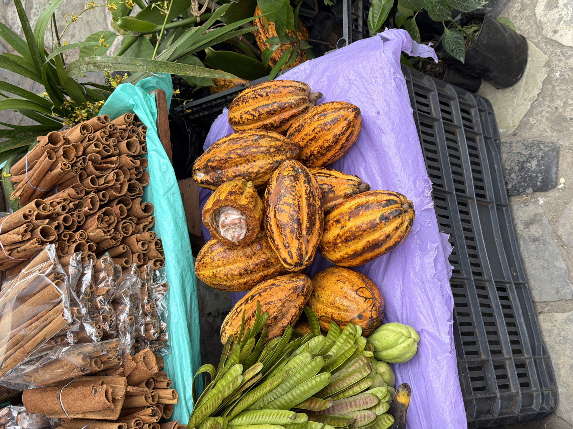 This image presents a vibrant outdoor market stall displaying a variety of agricultural products, consistent with a tropical region like Cuetzalan, Mexico.
In the foreground and central to the image are two main types of produce. On the left, a large collection of cinnamon sticks is piled high. Many are loose, showcasing their distinct rolled, reddish-brown bark texture, while others are bundled and neatly packaged in clear plastic bags, ready for sale. A bright teal plastic sheet partially lines the container holding the cinnamon.
To the right, a substantial pile of ripe cacao pods rests on a crumpled purple plastic sheet. These pods exhibit a striking palette of yellows and oranges, often streaked with darker brown or black markings, and feature prominent ridges along their surface. One cacao pod, positioned in the lower-left portion of the group, has been cut open, revealing the white, fibrous pulp encasing the cacao beans within. Below the cacao pods, a cluster of long, flat green pods, resembling those from an acacia or guaje tree, are visible, accompanied by a single, ribbed, light green fruit, possibly a chayote or guava.
The items are arranged within and around black plastic crates, suggesting a functional market display. In the background, lush green foliage and small potted plants can be seen, including a plant with delicate yellow flowers, contributing to the tropical ambiance. The scene is brightly lit by natural light, indicating daytime. No people are visible in the frame, and there is no discernible text on any of the objects or packaging. The overall impression is that of a bustling local market showcasing fresh, regional produce.