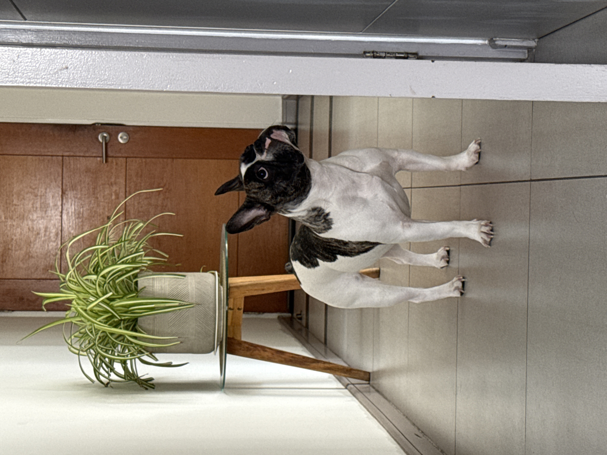 A French bulldog stands on a tiled floor in an indoor hallway, looking to its right. The dog is brindle and white with large ears and dark markings around its eyes and on its back. To the left of the dog, a small table with a glass top supports a potted spider plant. The table has wooden legs. In the background, a closed wooden door with a silver handle is visible. To the right of the dog, a section of a gray doorframe is present. The walls are white. The flooring appears to be light gray tiles laid in a grid pattern. The scene is well-lit, suggesting it is daytime. The image does not provide any specific visual cues that would allow for its location to be determined as Iquique, Chile.