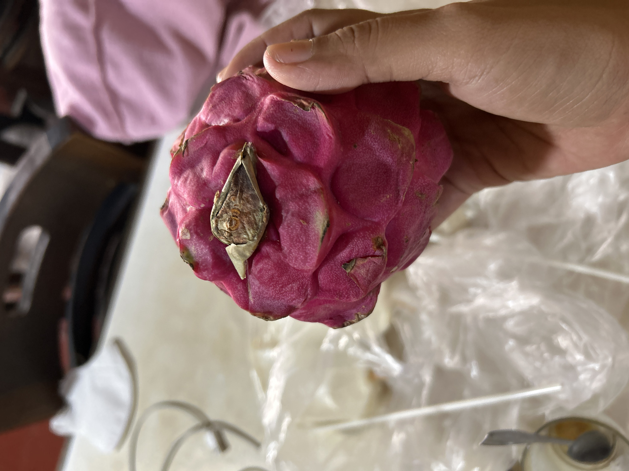 A hand holds a ripe pink dragon fruit. The fruit is roughly spherical and covered in scale-like protrusions that are characteristic of dragon fruit. The hand, which appears to be an adult's, is gently cupping the fruit, with fingers visible on the right side of the image. The background is blurred, but suggests an indoor setting. A pink textile item is visible in the upper right quadrant of the image, and a white, crinkled plastic sheeting covers a surface in the lower half of the image. A portion of a metal spoon is visible in the lower left quadrant, submerged in a small white bowl that contains a light-colored substance. The lighting in the image is soft and natural, suggesting it was taken during the day. There is no visible indication of the city of Depok, Indonesia, in this image.