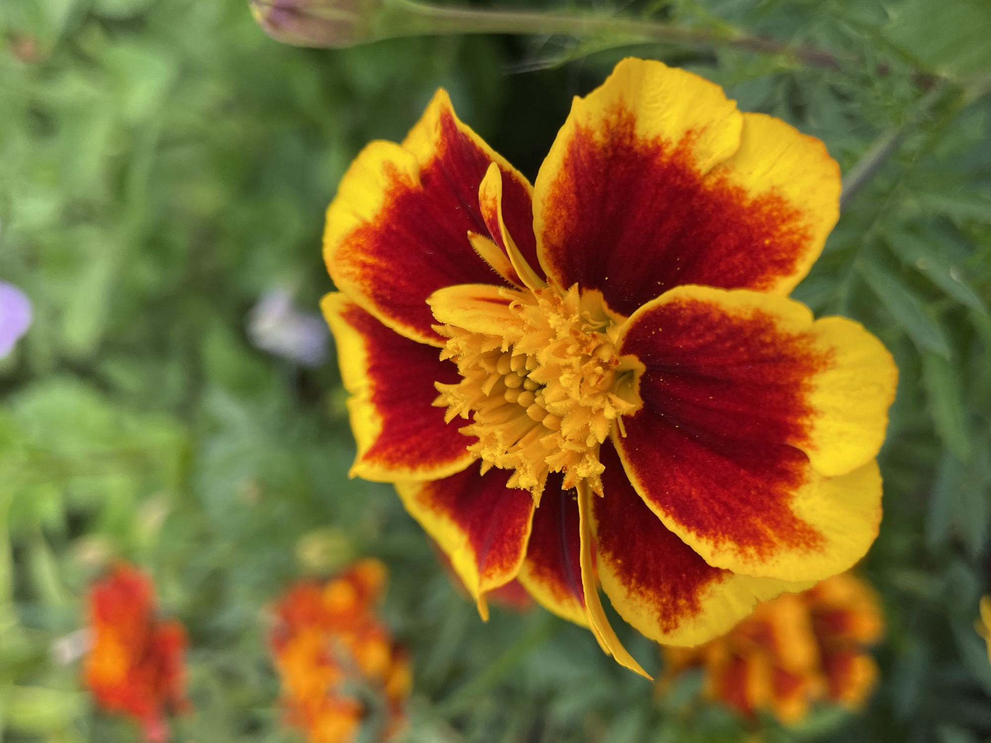 This is a close-up, vertical, eye-level shot of a marigold flower. The flower has petals that are a deep red in the center, fading to a vibrant yellow at the edges. The center of the flower is a cluster of fuzzy yellow stamens. The background is softly blurred green foliage, with hints of other orange and red flowers in the distance. A closed bud of a similar flower is visible on the right side of the frame. The scene is set in a garden, possibly in the city of Kumy, Russia, though this specific location is not visible within the frame.