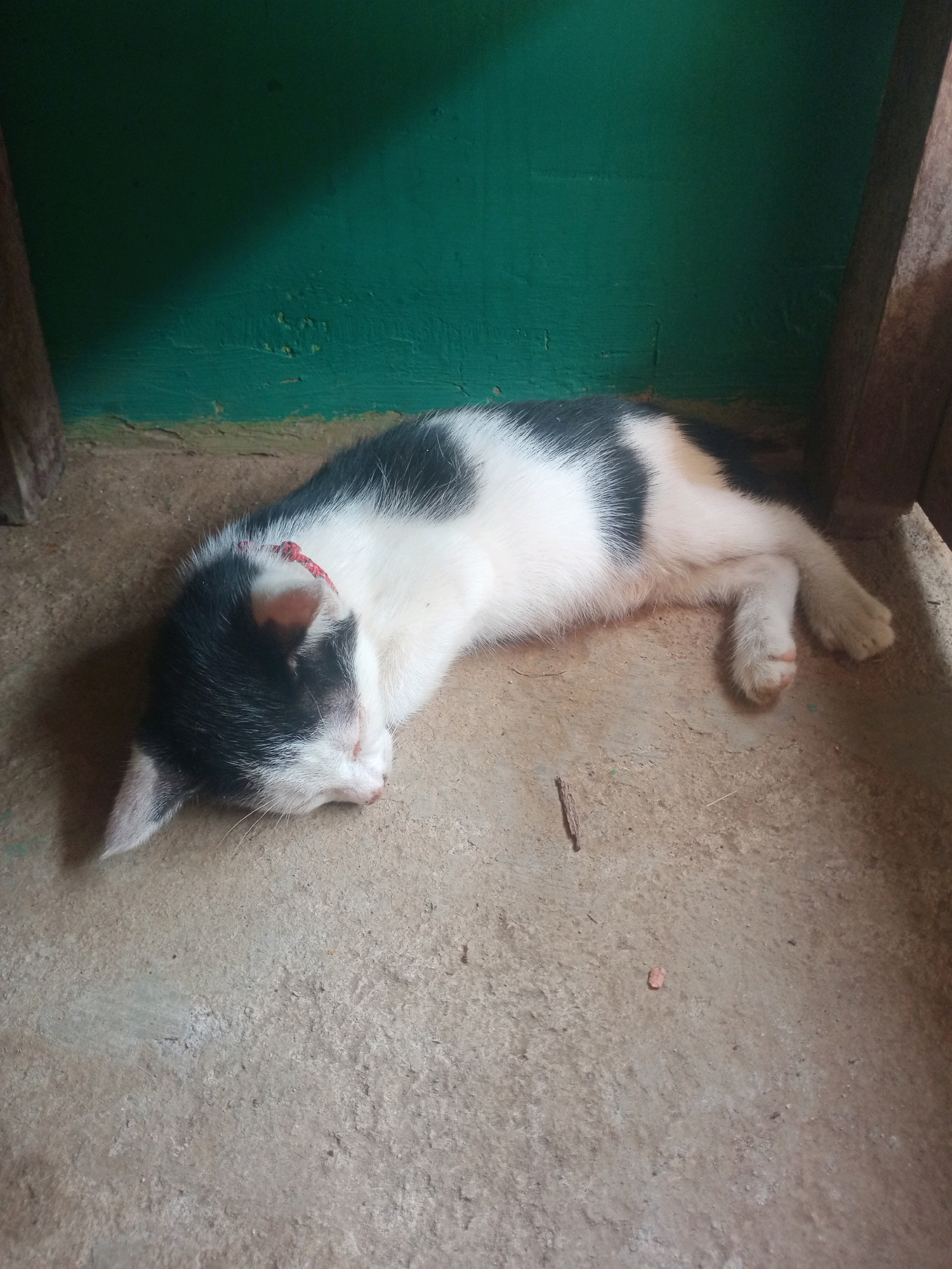 A black and white cat is sleeping on a concrete floor. The cat is lying on its side with its head resting on its paws. It is wearing a red collar. The background is a green wall and some wooden structures. The scene appears to be in an outdoor area, possibly a courtyard or alley.