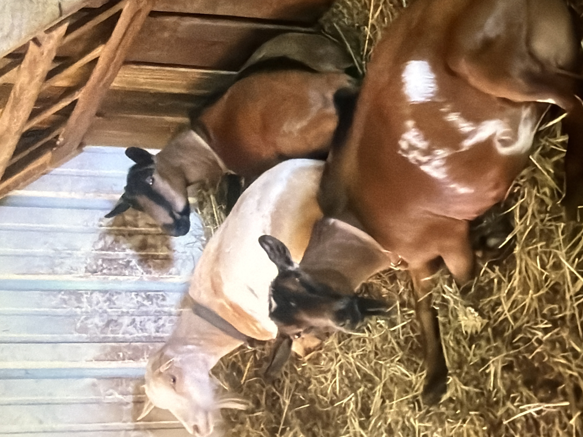 Three goats are lying on hay inside a wooden enclosure. The goat in the foreground is brown with white markings on its flank and is looking towards the viewer. Behind it and to the left, a light-colored goat is lying down, facing away from the camera. To the right and slightly behind the light-colored goat, a brown and black goat is also lying down, facing towards the viewer. The enclosure has wooden walls and a slatted wooden roof. The scene appears to be in Bukuru, Nigeria.
