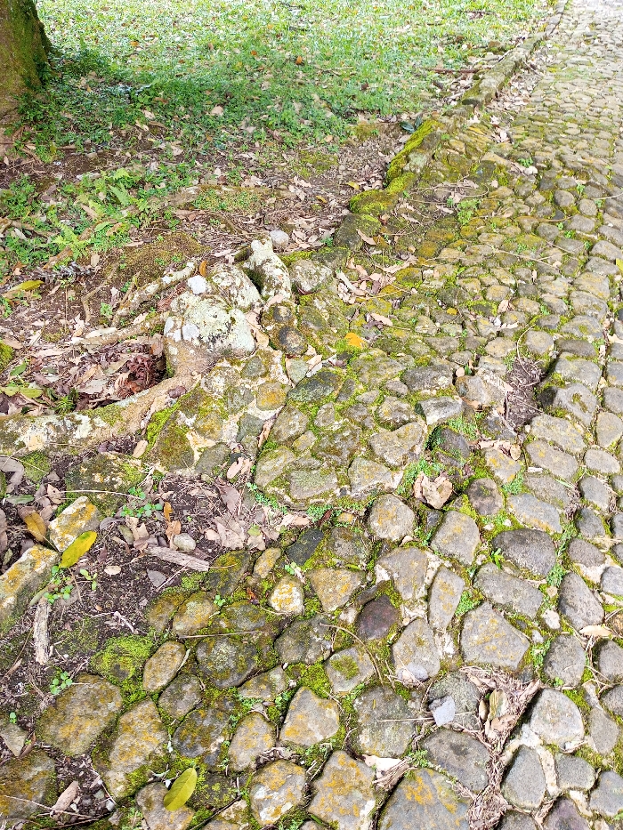 The image displays an outdoor ground-level scene in Serchhip, India. A paved pathway, constructed from irregularly shaped grey and brown cobblestones, occupies the right and lower portions of the frame. Many of these stones are covered with patches of vibrant green moss and yellow lichen, and small green plants grow in the interstices. Adjoining the pathway on the left is an unpaved area of dark brown soil, covered with scattered dry leaves and sparse green vegetation. Several large, exposed tree roots, also covered in moss and lichen, protrude from the soil and extend to the edge of the cobblestone path in the mid-left. A portion of a tree trunk is visible at the far upper-left, and a patch of green grass extends into the background. No people, animals, or specific actions are present in the scene.
