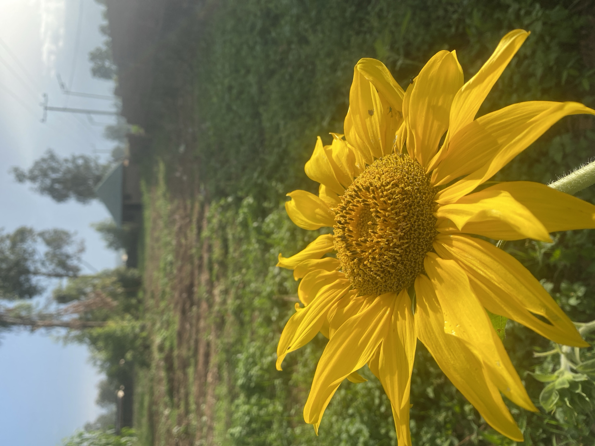 The image depicts a sunflower in full bloom, with bright yellow petals surrounding a brown center. The background includes green vegetation and glimpses of trees. The presence of utility poles suggests a developed area, likely within or near the city of Vom, Nigeria. The focus is on the sunflower, with the surrounding environment providing context to its location.