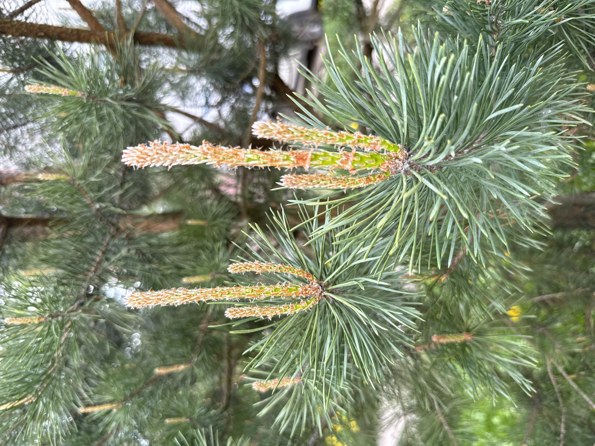 The image shows a close-up of a pine tree branch. The needles are green and clustered together. There are also several brown, elongated structures emerging from the branch, likely pollen cones. The background is out of focus, showing other branches and foliage of the tree. The location is Rusanovo, Russia.