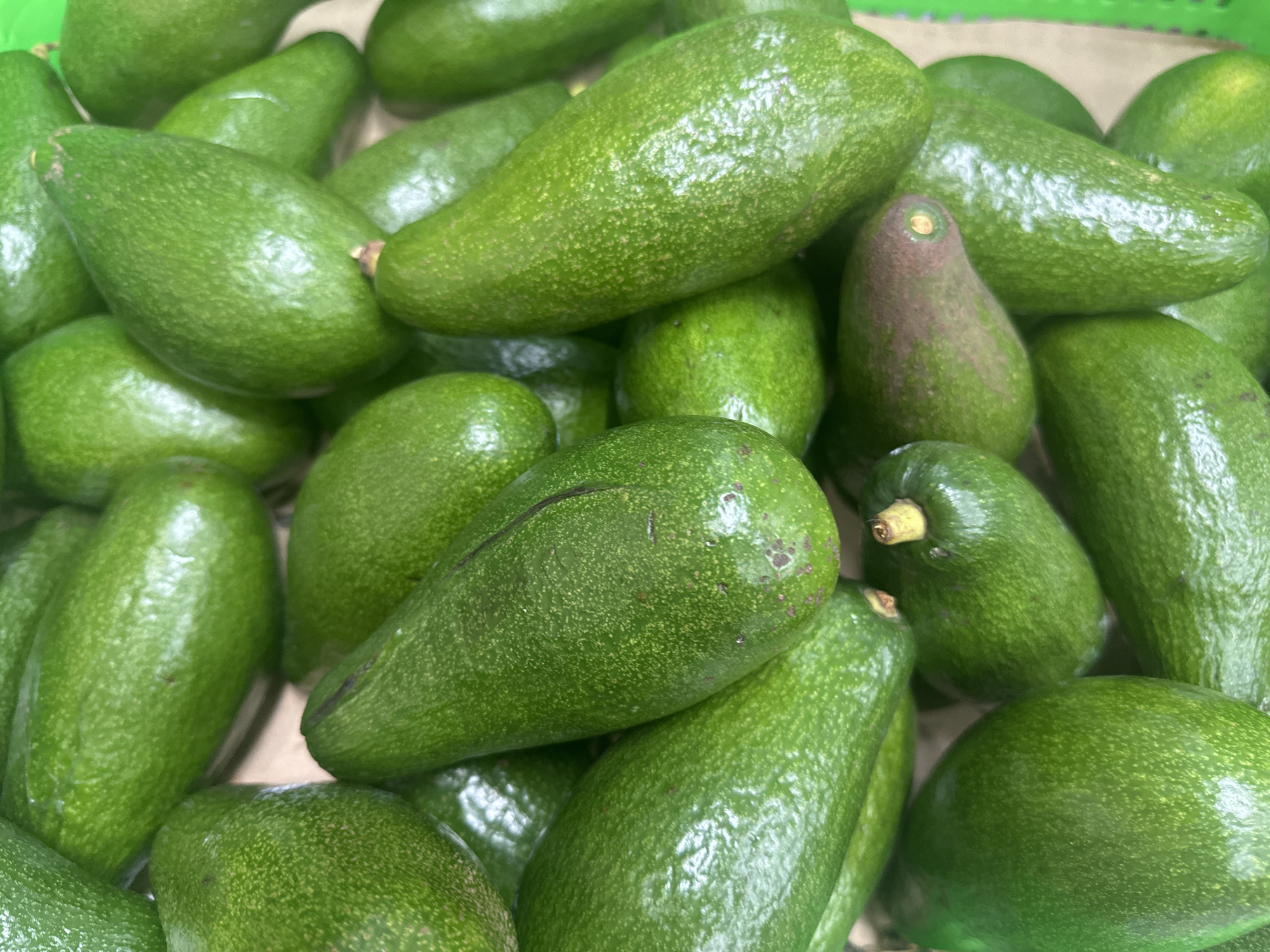A close-up shot shows a pile of avocados. The avocados are various shades of green, with one avocado displaying a brown hue near its stem. The avocados appear to be piled in a container or basket, with a cardboard or paper liner visible. The texture of the avocado skin is somewhat rough and dotted. Light reflects off the avocados, giving them a shiny appearance. The image location is Bac Nha Trang Ward, Vietnam. No people are visible in the image.