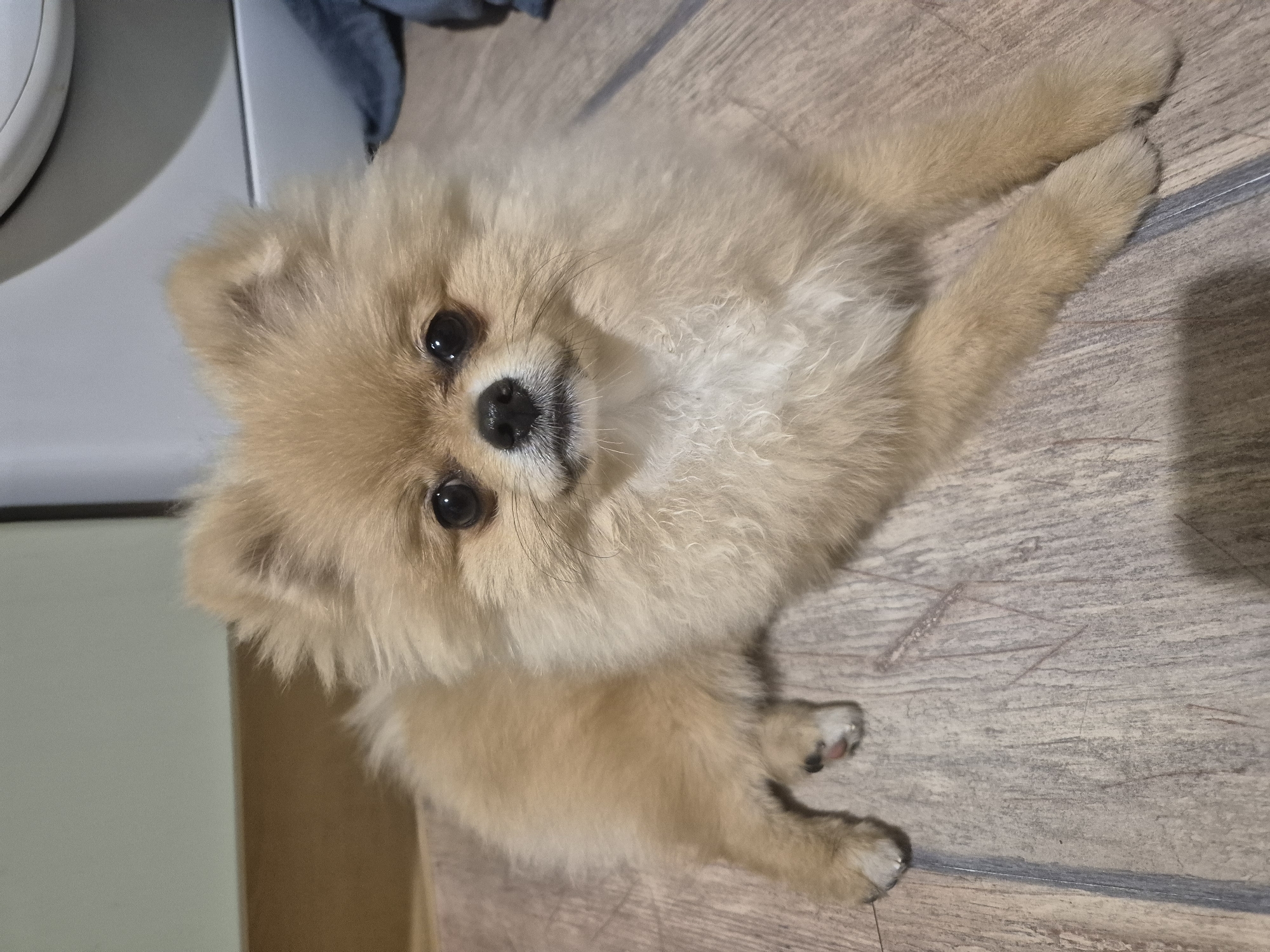 A light tan Pomeranian dog is lying on a wooden floor. The dog is facing the camera with its head tilted slightly. Its fur is fluffy and its eyes are dark and expressive. The background is blurred, but appears to be an indoor setting with a wall and a piece of furniture. The lighting is soft and even. The image does not provide any information about the location in the city of Burgas, Bulgaria.