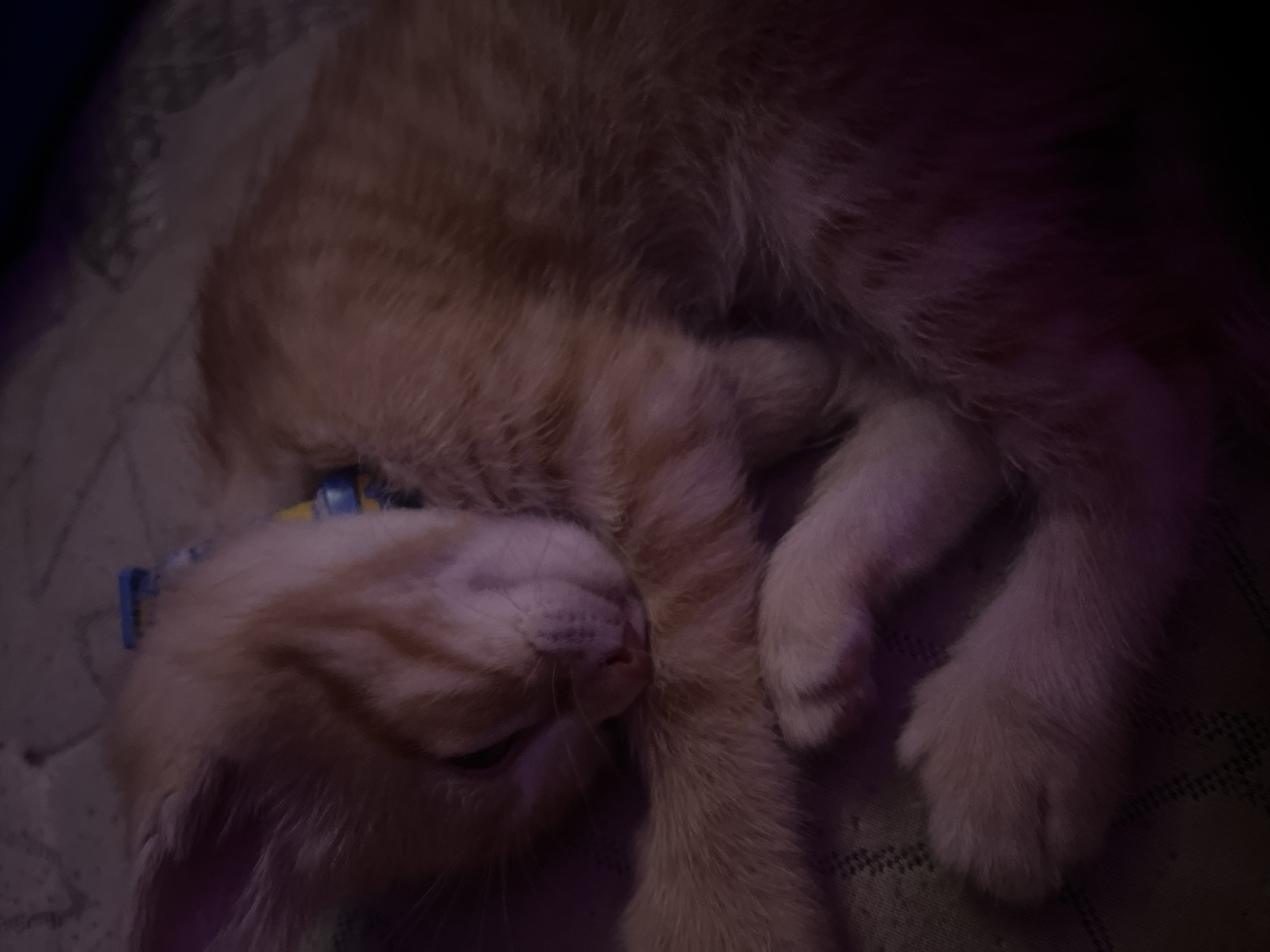 An orange tabby kitten is sleeping curled up on a patterned surface. The kitten is wearing a blue and yellow collar. The lighting is dim and casts a purplish hue over the scene. The image is a close-up shot, focusing on the kitten's face and paws. There is no discernible location in Calgary, Canada.