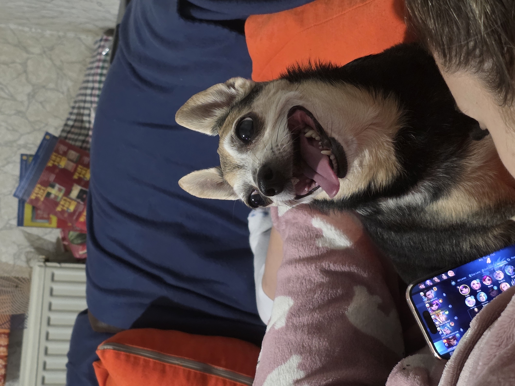 An aged, small dog with tan and black fur and prominent ears is pictured close-up, resting on what appears to be a sofa. The dog's mouth is open, showing its tongue and teeth, and it looks directly at the camera with wide eyes. To the left, a pink blanket with white heart patterns is visible, partially covering a person's leg. A smartphone, displaying an array of colorful app icons, rests on the blanket. In the background, a blue throw blanket covers part of the sofa, and to the left, an orange pillow is prominent. Further in the background, a white radiator and a wall with a patterned wallpaper are faintly visible. There are no discernible elements in the image that indicate a specific location within the city of Targovishte, Bulgaria.