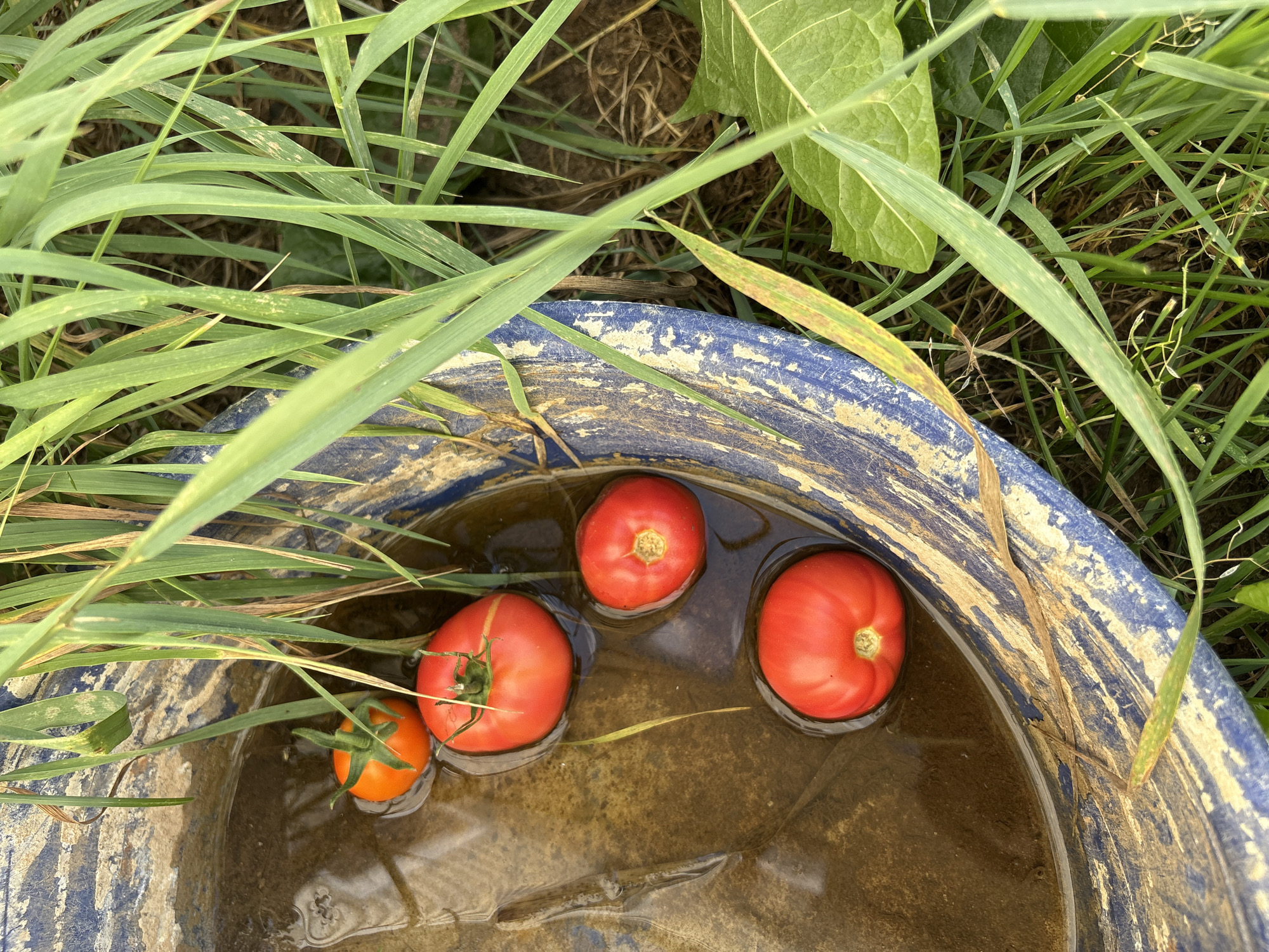The image shows five ripe tomatoes floating in murky water inside a blue and white bucket. Green grass and plants surround the bucket. The scene is located in Большелуг, Russia.