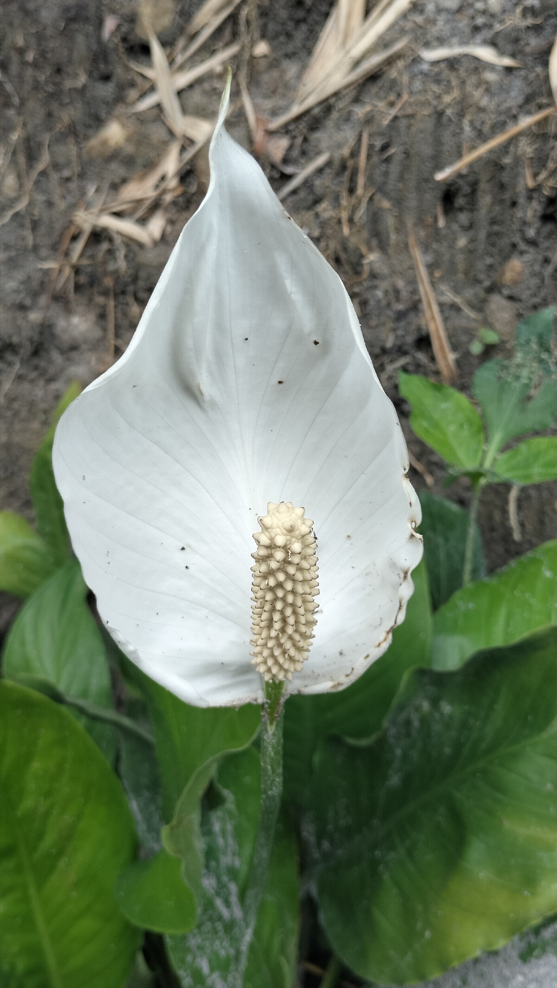 The image is a close-up, overhead shot of a white Spathiphyllum (Peace Lily) flower. The flower's spathe, a large, white, petal-like structure, is dominant in the frame, curving upwards and slightly to the left. The spadix, a creamy-yellow, cylindrical appendage covered in small bumps, emerges from the center of the spathe. The flower is set against a background of dark soil and dry, brown vegetation. Lush, green leaves of the Spathiphyllum plant surround the flower. A light dusting of white powder, likely from the soil or environment, is visible on the leaves and the base of the flower. The scene suggests an outdoor setting in a garden or natural environment within Tansaril, Indonesia, given the presence of tropical foliage and the specific type of flower. No people or actions are depicted.