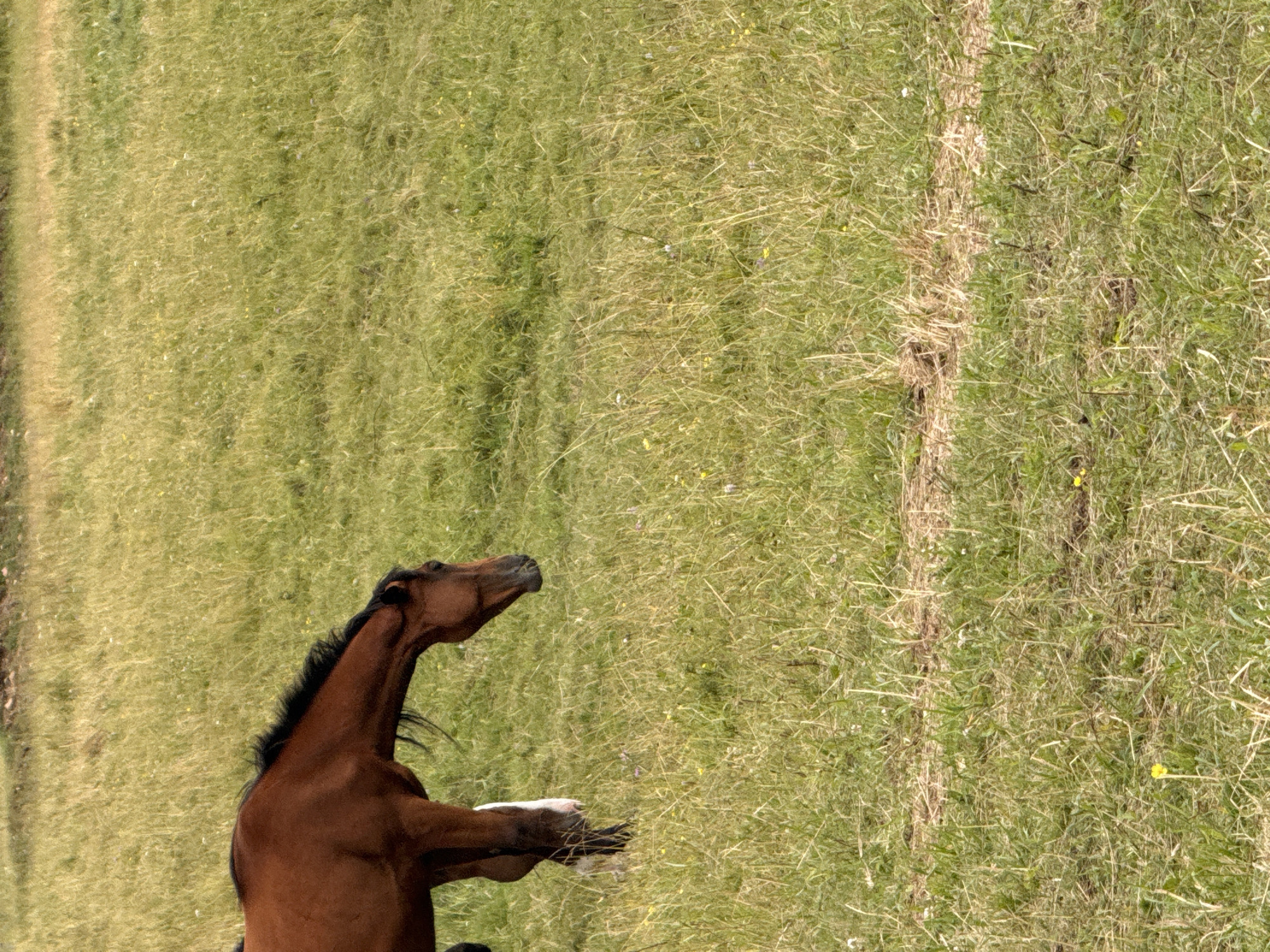 The image shows a brown horse with a black mane grazing in a grassy field. The horse is partially visible, with its head lowered to the ground as if eating. The field is covered in green and yellow grass, with some scattered wildflowers. The background is blurred, suggesting a shallow depth of field, and it appears to be a natural landscape. The location is identified as Galinė, Lithuania.