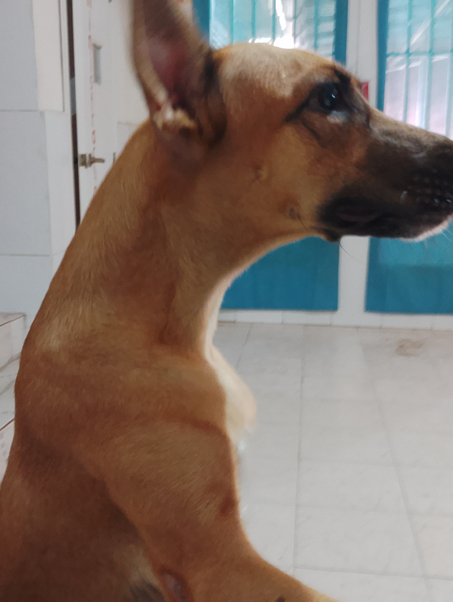 A tan-colored dog is in a seated position indoors. The dog's head is turned to the right. The background includes a white door with a gold handle and blue louvered doors. The flooring is white tile. The location is potentially Pampatar, Venezuela.