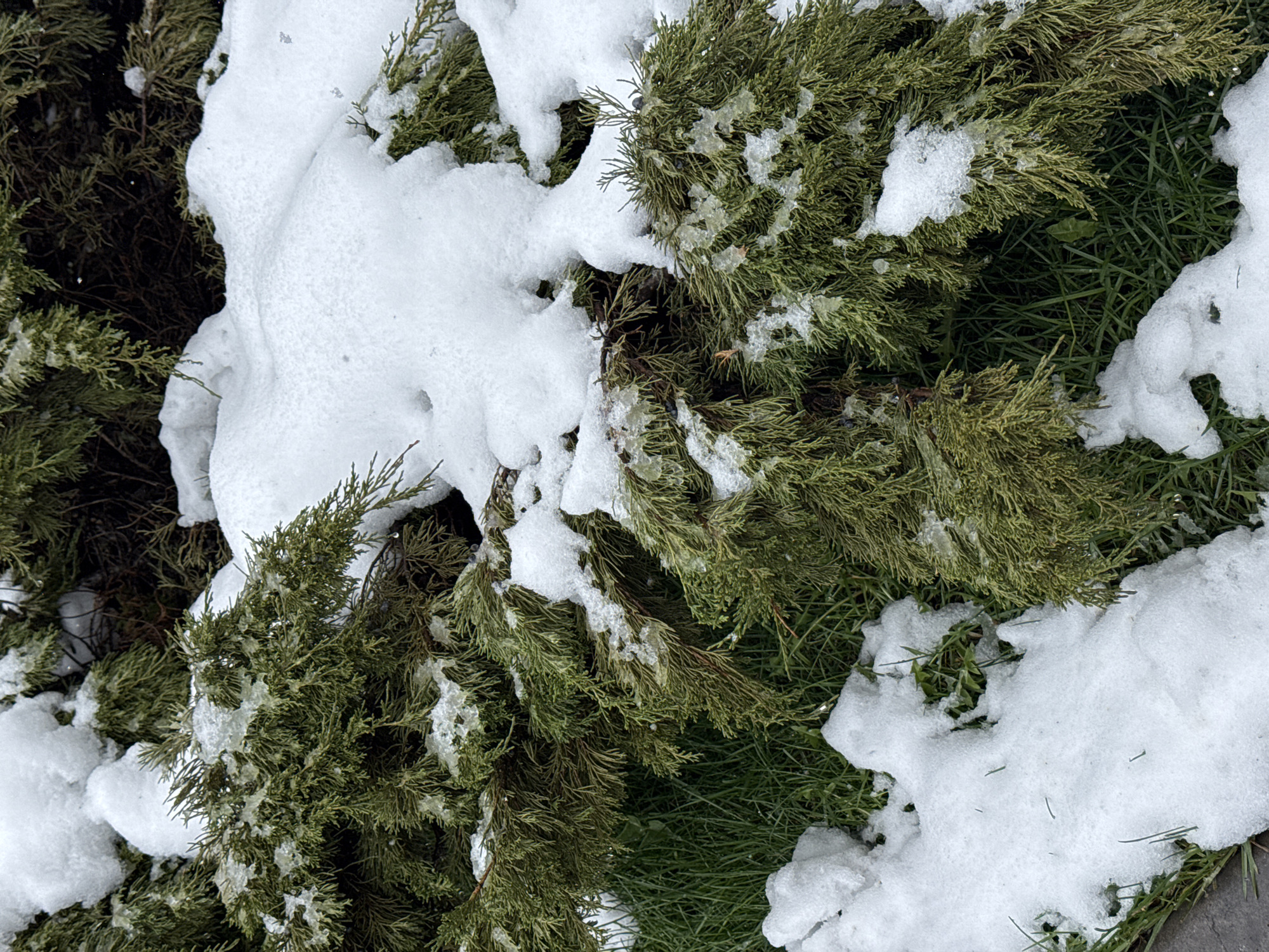 This close-up, high-angle shot captures a winter scene dominated by dark green evergreen shrubs, likely juniper or a similar conifer, partially covered in white snow. Irregular patches of snow and ice rest heavily on the dense foliage and branches, suggesting a recent snowfall followed by some melting. Some parts of the snow have a coarser, icier texture, and small bits of ice are visible clinging to the needles of the shrubs.
Beneath and between the evergreen branches, vibrant green grass peeks through, also with scattered remnants of snow. The contrast between the rich green of the plants and the bright white of the snow is prominent. The ground is almost entirely obscured by either the dense shrubbery or the snow cover, with only hints of the underlying surface visible where the grass shows through.
The lighting indicates daytime, but specific time of day is not discernible. The scene conveys a cold, natural environment, possibly after a period of freezing temperatures followed by a slight thaw. There are no people, animals, or man-made objects visible, nor any discernible text. The image focuses purely on the textures and colors of winter vegetation.