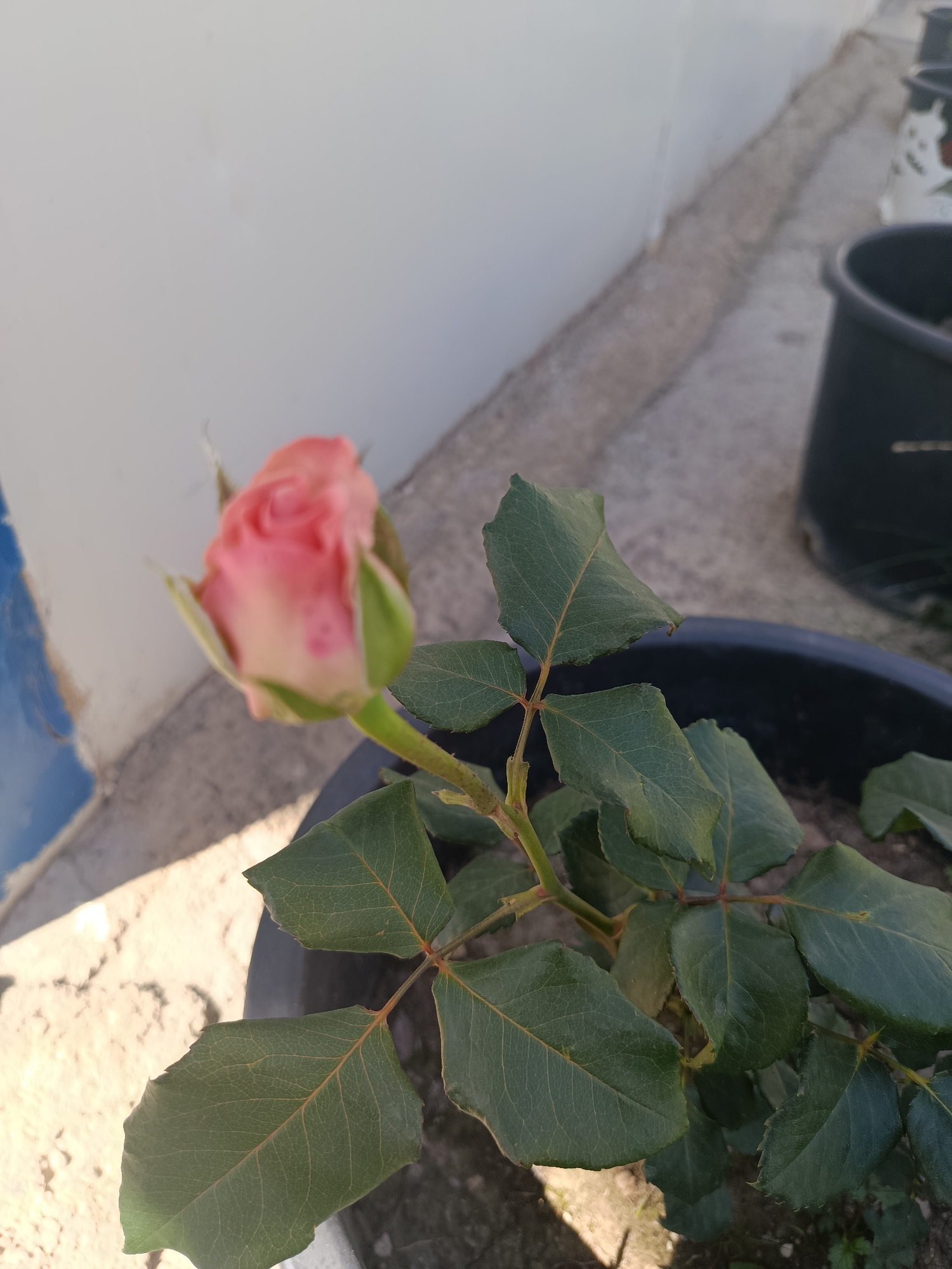 A close-up, eye-level shot shows a budding pink rose in a black pot. The rose bud is in the upper left of the frame, and is out of focus. The leaves of the rose plant are in focus, and they are a deep green color with reddish veins. The plant is in a black pot, which is partially visible in the lower half of the image. In the background, a light-colored wall is visible, and a concrete walkway is visible in the lower left. The image was taken in the city of Terek-Say, Kyrgyzstan.