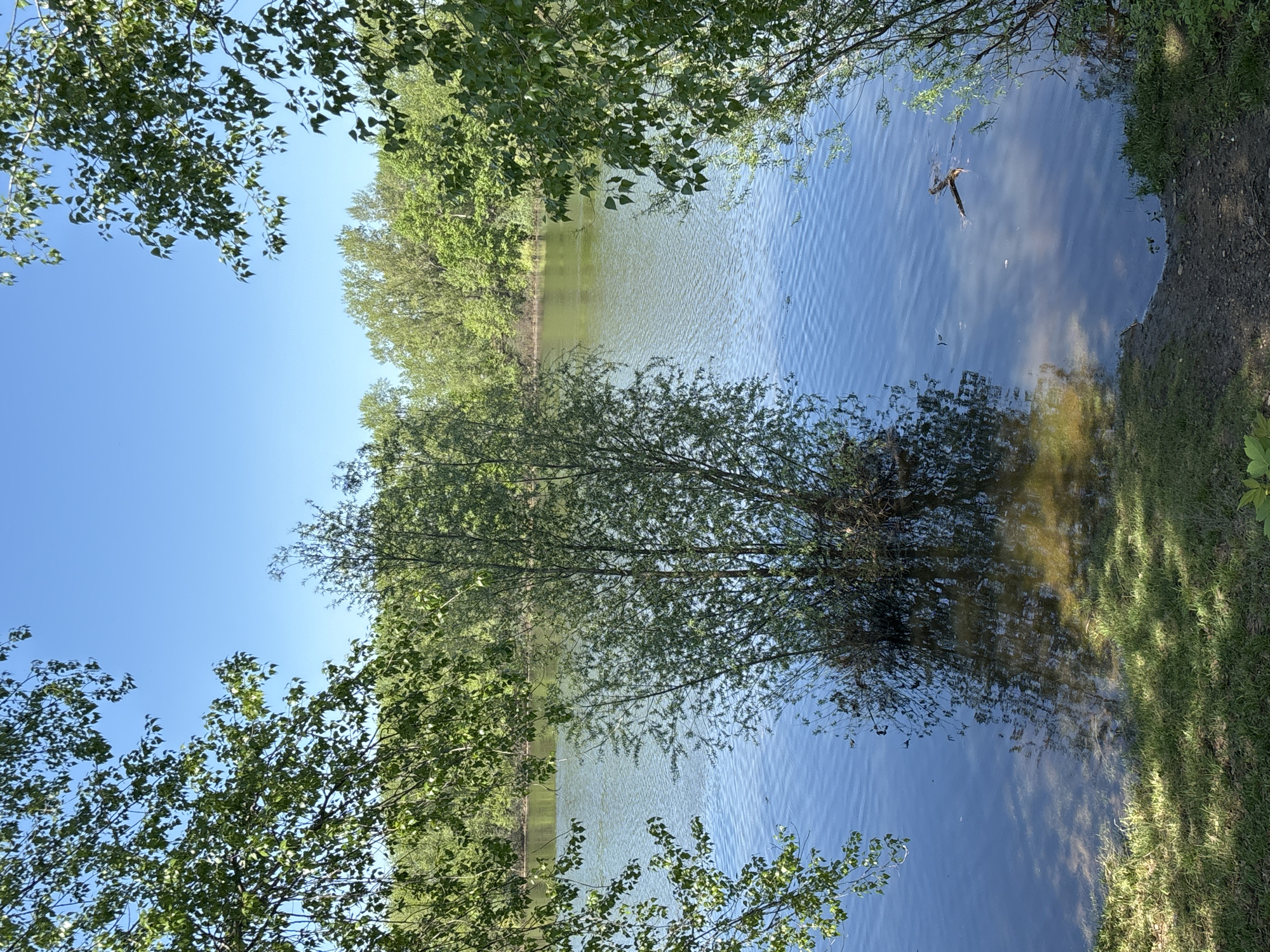 The image depicts a body of water, likely a pond or lake, surrounded by lush green vegetation. Trees frame the scene, their leaves visible in the foreground and background. The water reflects the sky and surrounding trees, creating a mirror-like effect. A branch floats in the water near the shore. The shoreline is visible with grass growing up to the water's edge. The image suggests a tranquil, natural setting. The precise location in Chaikovsky, Russia, is not determinable from the image alone, but it is likely a park or natural area within the city.