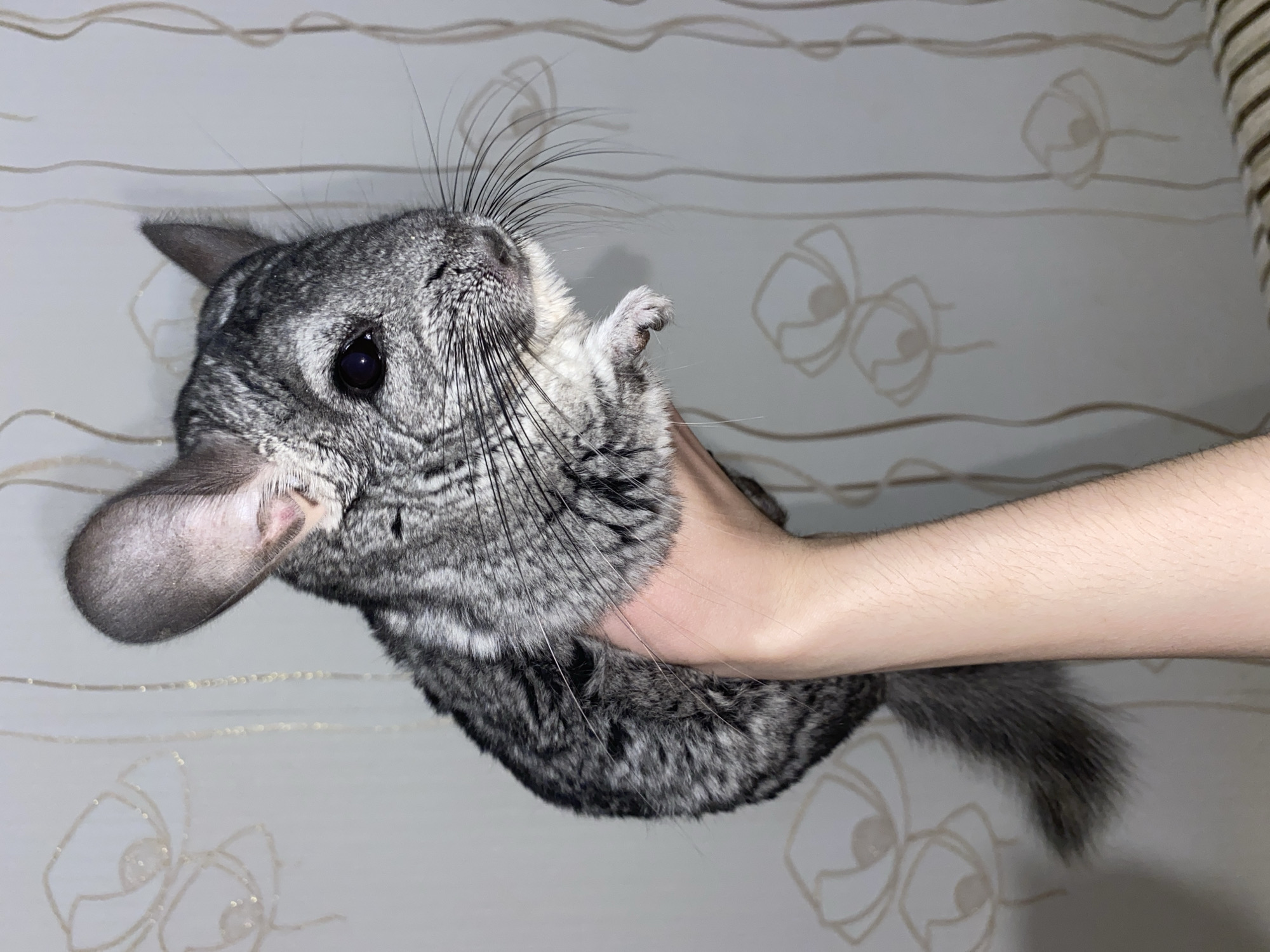 A gray chinchilla is being held in a person's hand. The background features a wall with a floral pattern. There is no indication of the city Votkinsk, Russia in the image.