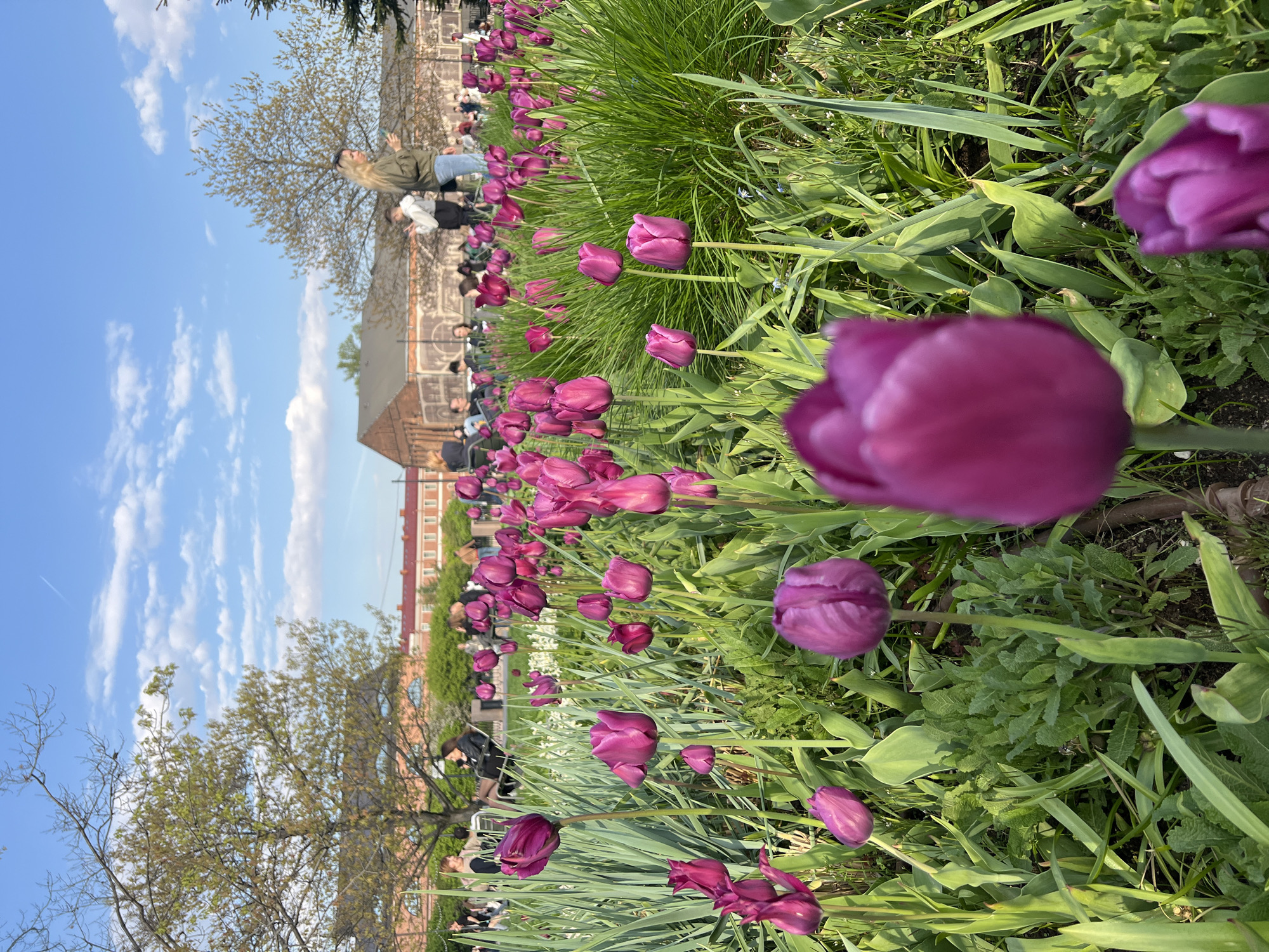 The image depicts a field of purple tulips in a park in Saint Petersburg, Russia. People are visible walking and taking photos in the background near a brick building. The sky is blue with scattered clouds. Some trees with budding leaves are also present.