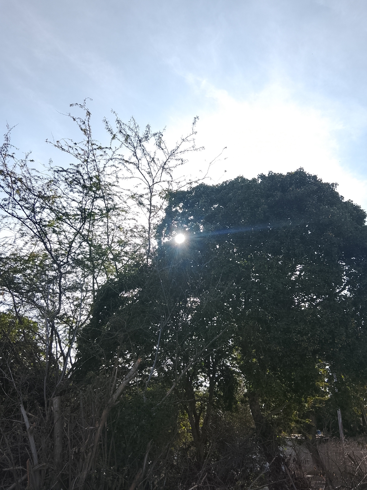 The image depicts a sun-drenched landscape in Altagracia, Venezuela. Dominating the scene are two trees: one with dense, dark green foliage on the right, and a thinner, more skeletal tree on the left with sparse leaves. The sun shines brightly through a gap in the foliage, creating a lens flare effect. The lower portion of the image is filled with a tangled array of branches and undergrowth. The sky is pale blue with some wispy clouds. No people or animals are visible in the frame. The location is characterized by dense vegetation and a bright, sunny sky.