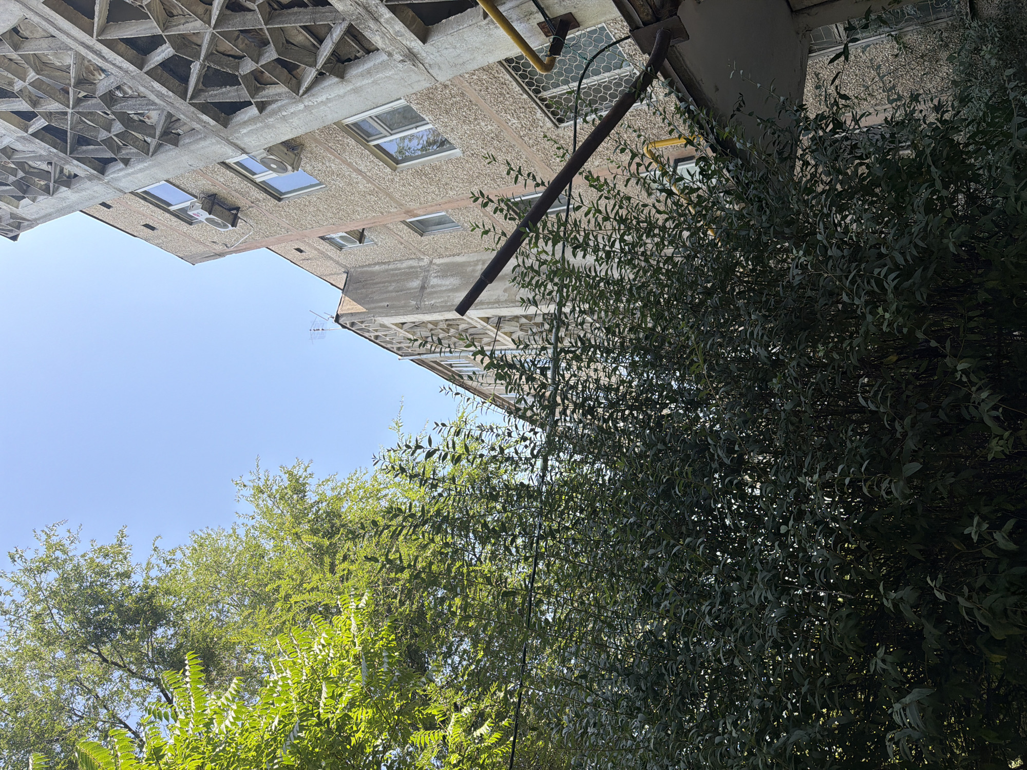A low-angle, medium shot captures an urban courtyard scene under a clear blue sky. The foreground is dominated by dense, dark green foliage, likely a large bush or small tree, obscuring the lower parts of the buildings. To the right and rising into the background is a tall, Brutalist-style apartment building with a textured, speckled grey facade. Its exterior features a striking, angular concrete geometric lattice pattern on the upper floors. Several windows are visible, some with air conditioning units attached. A rusty metal pipe extends diagonally across the frame in front of the building, with yellow pipes running vertically along its side and beneath an overhang. In the upper left quadrant, a tree with bright green, feathery leaves extends towards the sky. The overall impression is of a dense, somewhat overgrown urban space with a stark, imposing residential structure.