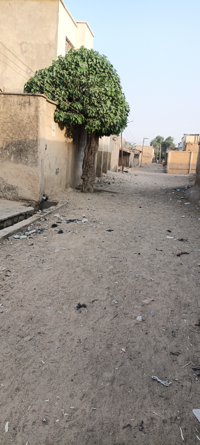 The image depicts a dusty, unpaved road stretching into the distance in a residential or semi-urban setting, likely Kaura Goje, Nigeria. Buildings with simple, unpainted or light-colored walls and flat roofs line both sides of the path.
In the foreground on the left, a large, bushy tree with dense green foliage and a thick, gnarled trunk stands next to a building. A concrete drainage channel runs along the left edge of the road, and both the road surface and the ditch are visibly scattered with litter, including pieces of paper, plastic, and other debris. Further down the street, utility poles and overhead wires are visible.
The lighting suggests either early morning or late afternoon, with a clear, light blue sky overhead, indicative of fair weather. The scene appears quiet, with the only discernible activity being the faint outlines of one or two human figures in the far distance down the road, too indistinct to determine their actions. The general impression is of an ordinary street scene in a community, characterized by its unpaved surface and scattered refuse. No legible text is visible on any objects or structures.
