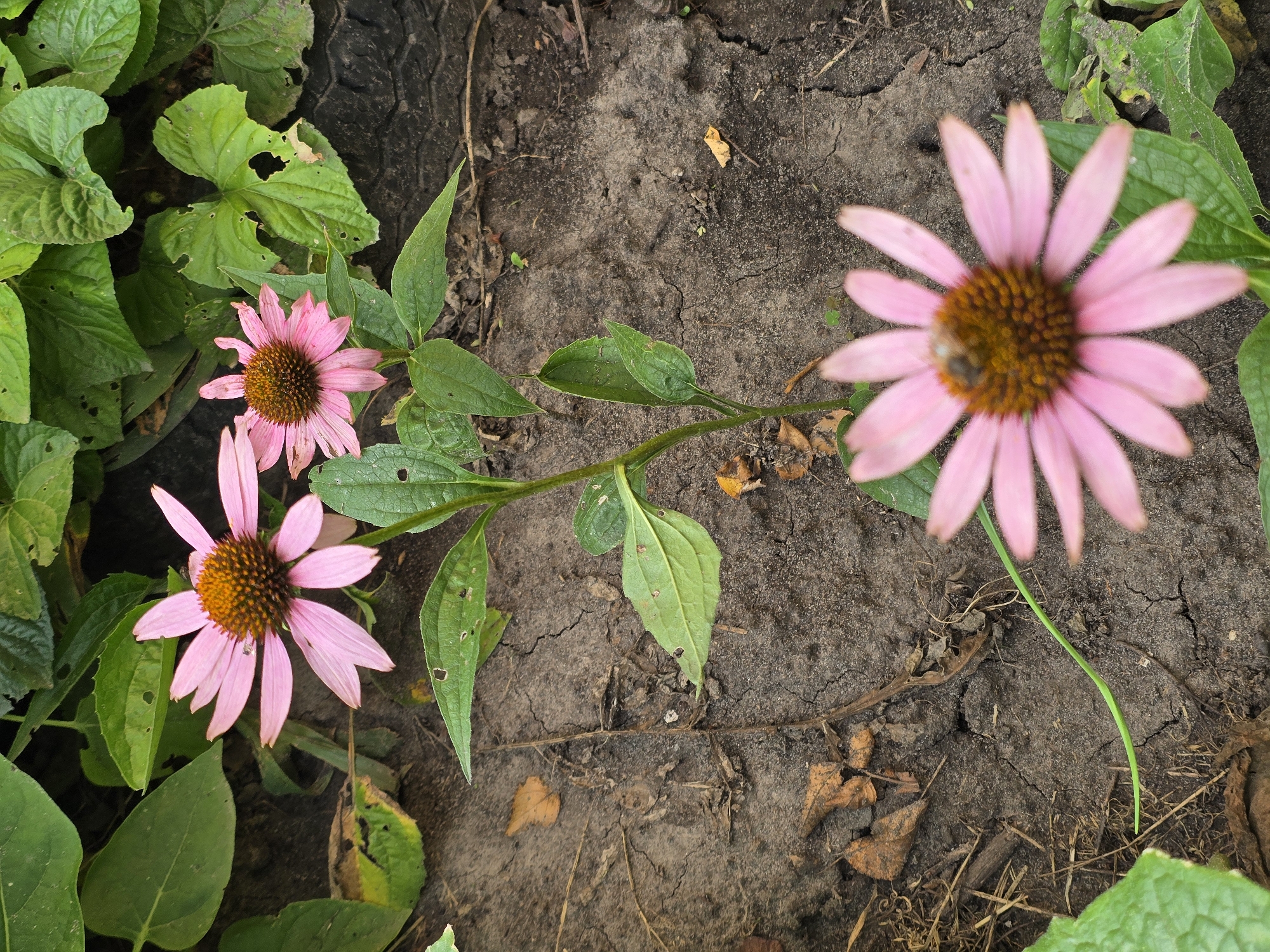 In Vyshneve, Ukraine, this close-up, high-angle photograph captures a patch of soil with three pink coneflowers. The soil is dry and cracked, with scattered dried leaves and twigs. The coneflowers are in various stages of bloom, with their characteristic daisy-like petals and spiky brown centers. The flower in the foreground is the largest and most in focus, showing a bee on its center. The other two flowers are smaller and less in focus, located higher in the frame. Lush green foliage surrounds the flowers, adding a vibrant contrast to the earthy tones of the soil. The overall impression is one of natural beauty in an urban setting.