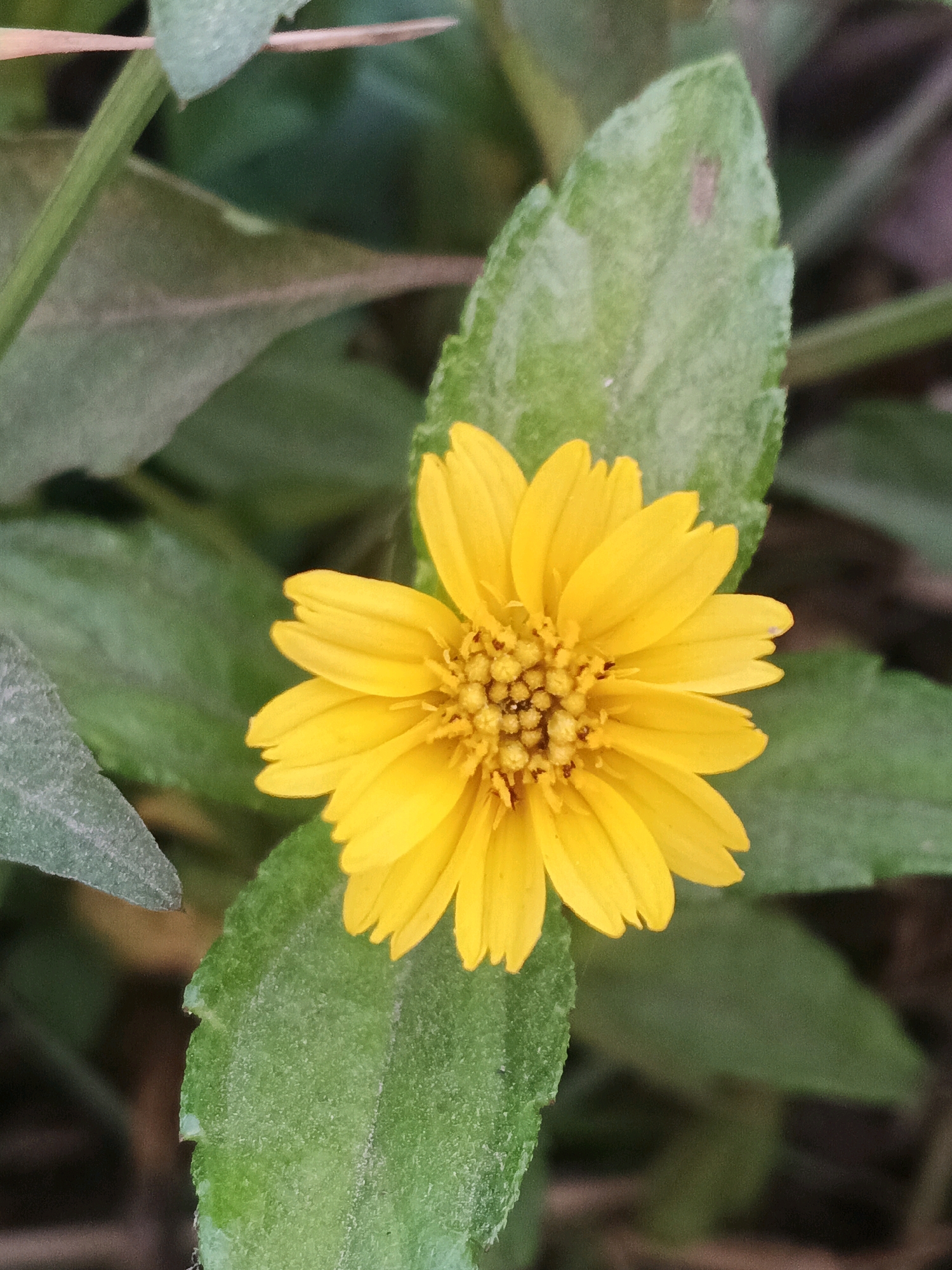 A close-up, vertical shot captures a vibrant yellow flower with prominent petals and a detailed, textured center. The flower is positioned slightly off-center, nestled amongst lush green leaves. The background is a soft blur of green and brown, suggesting an outdoor natural environment, possibly a garden or park in Wringinputih, Indonesia, where such flora is common. The lighting appears to be natural daylight, highlighting the vivid colors and textures of the flower and foliage. There are no people or specific actions depicted in the image, focusing solely on the natural beauty of the single bloom.
