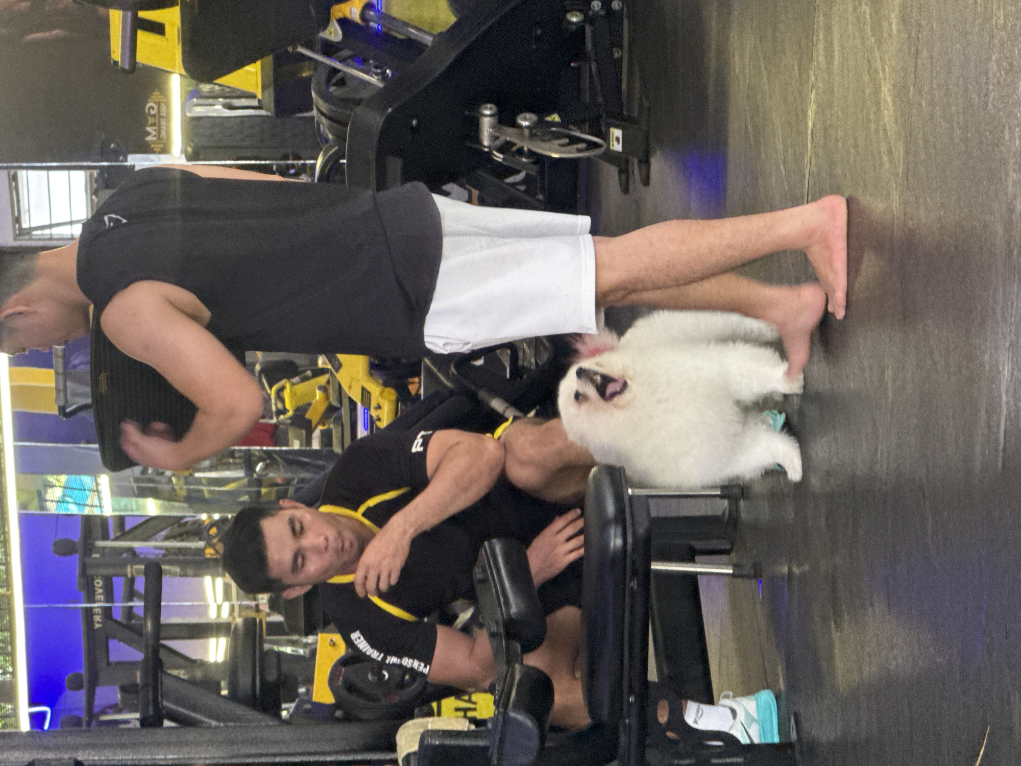 A white dog is standing on a gym floor in front of a man wearing a black sleeveless shirt and white shorts. The dog's mouth is open and it appears to be barking. The man is standing with his legs apart and his hands at his sides. In the background, another man wearing a black t-shirt with yellow trim is sitting on a weight machine. He is looking down at the dog. The gym is well-lit with fluorescent lighting. The walls are decorated with mirrors and motivational posters. The gym appears to be in the city of Bac Nha Trang Ward, Vietnam.