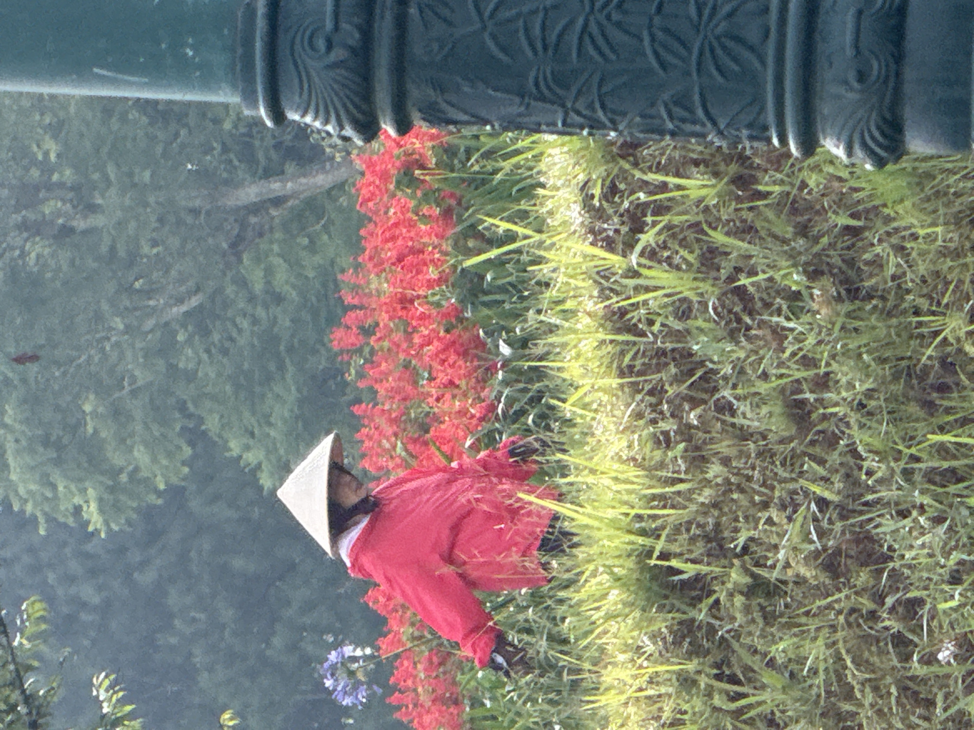 A person wearing a conical hat and a red jacket walks through a field of red flowers and green grass. A blue flower is visible to the left of the person. A dark green, ornate lamp post is in the foreground to the right of the image. The background consists of lush green trees. The scene appears to be in a park or garden. The image is taken in Da Lat, Vietnam, known for its flower gardens and parks.