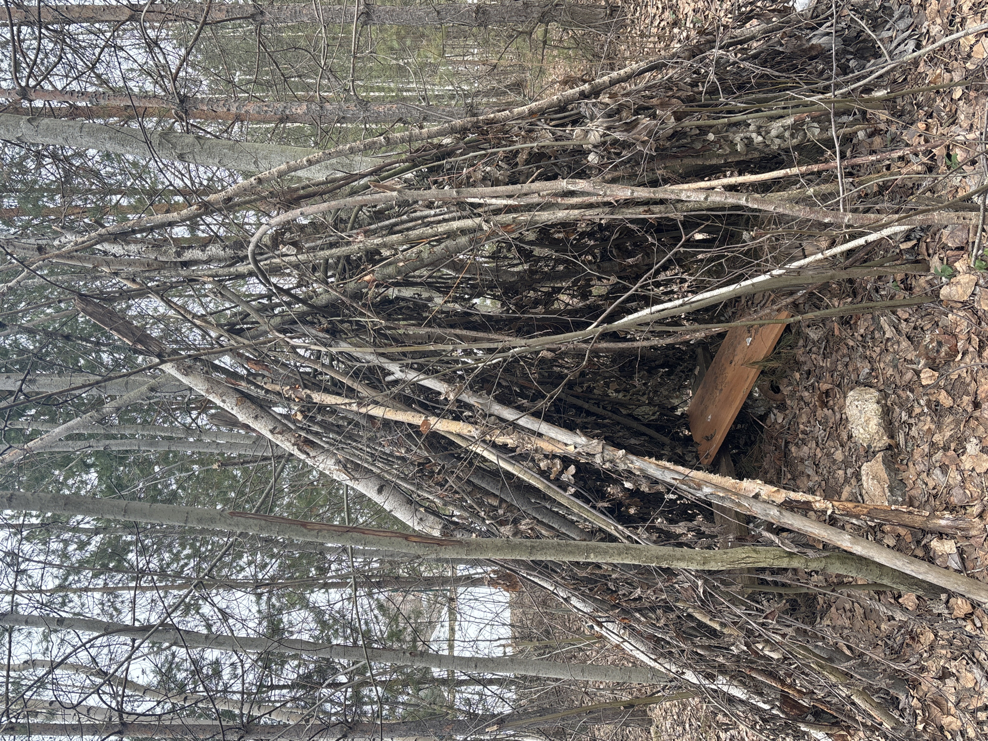 The image shows a densely packed pile of branches and twigs, some with leaves still attached, situated on a forest floor covered in fallen leaves. A wooden plank is embedded within the pile. The background reveals a forest setting with bare trees under an overcast sky. The location of Chaikovsky, Russia is not discernible from the image. There are no visible people, specific subjects beyond the described natural elements, explicit actions, or interactions.
