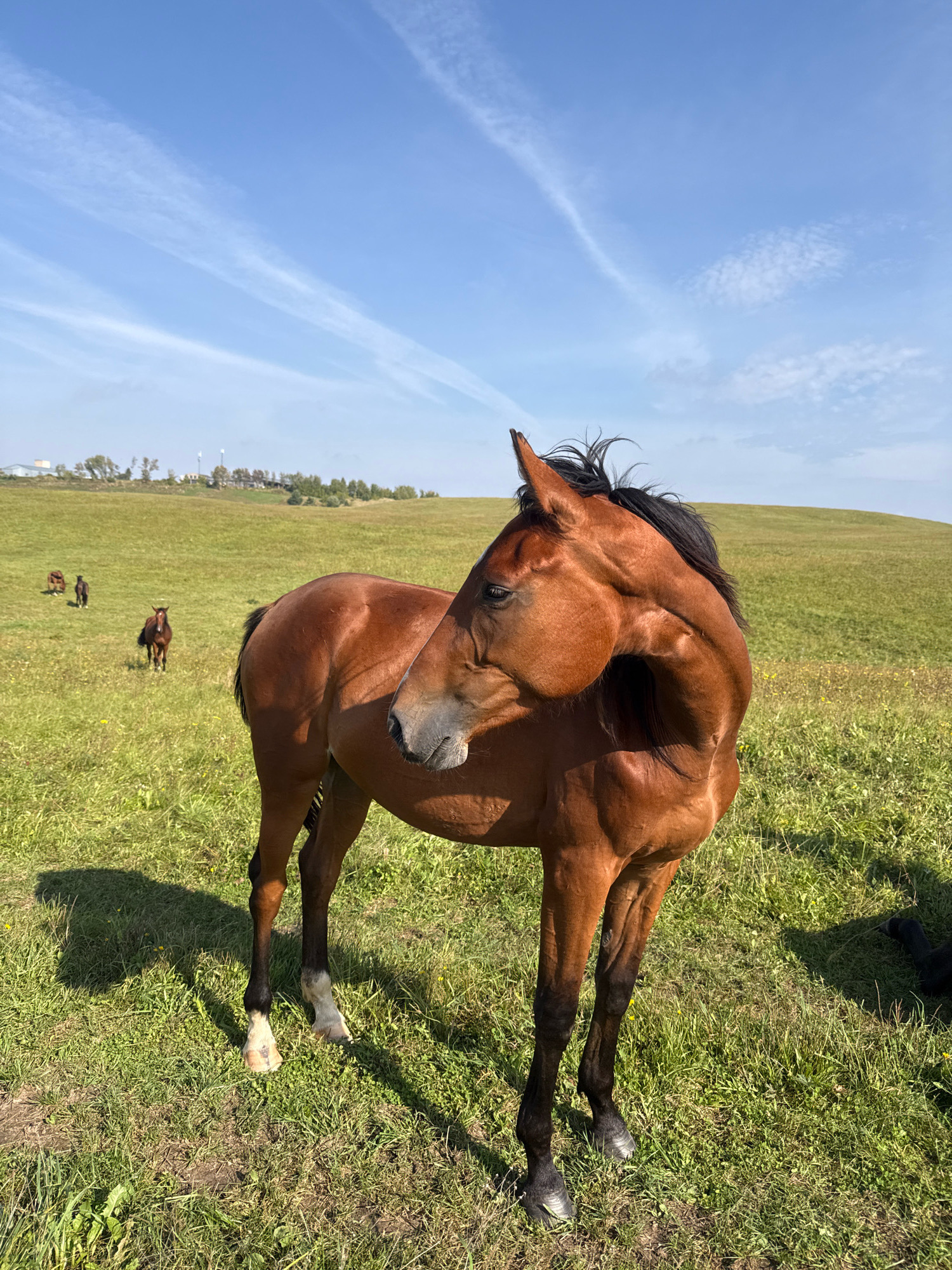 A brown horse with a black mane stands in a grassy field under a bright blue sky with scattered white clouds. The horse is facing to the left of the frame, with its head turned back towards the viewer. The horse's body is mostly in focus, while the background is slightly blurred. In the distance, other horses can be seen grazing in the field, and a gentle slope rises behind them, topped with trees and structures that appear to be part of a farm or rural settlement. The location is identified as Galinė, Lithuania. The lighting suggests it is daytime, likely late morning or early afternoon, with clear weather.