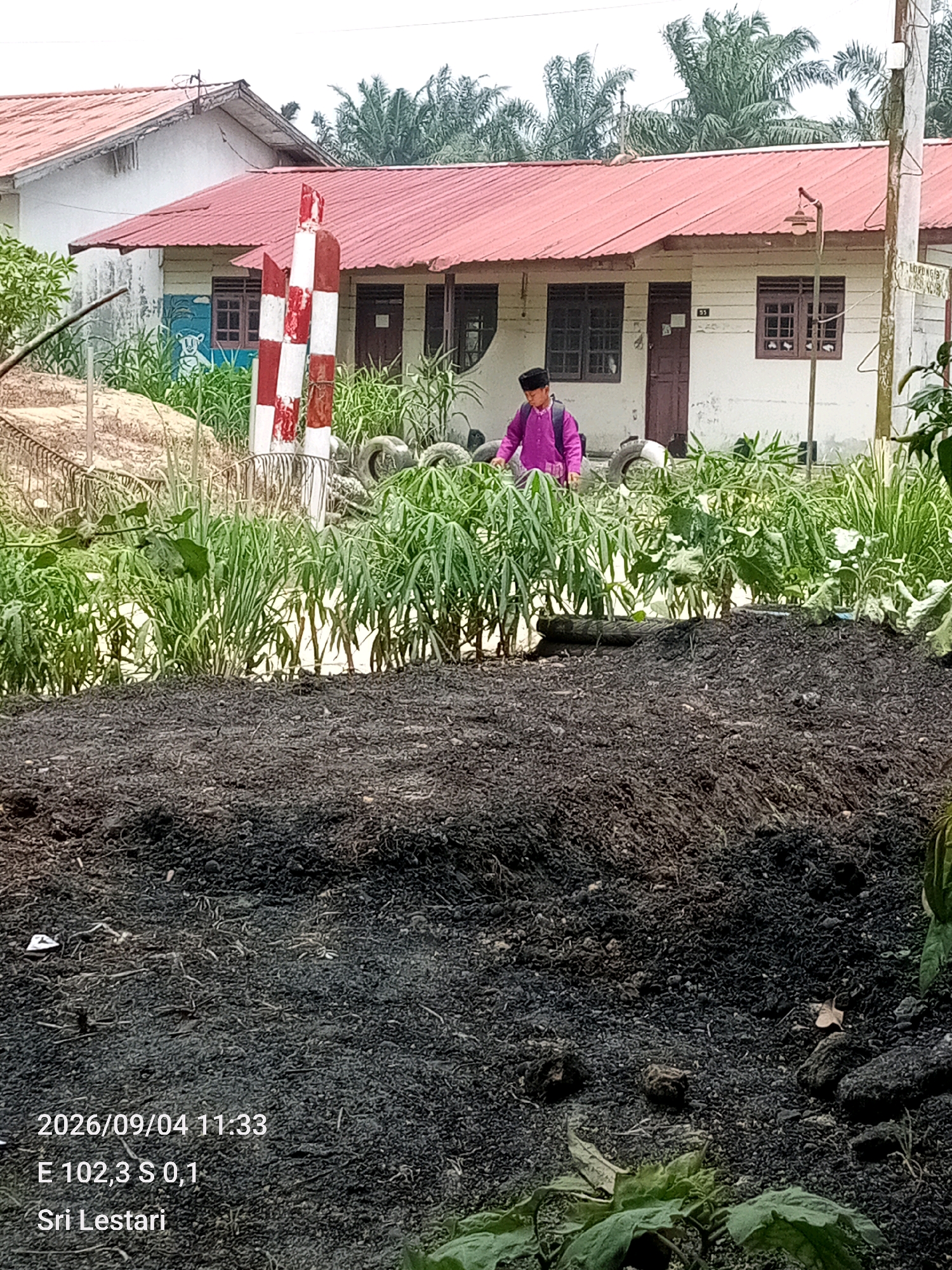 In Bukit Lembah Subur, Indonesia, a young person wearing a purple shirt and a black cap walks past a building with a red roof. The building has several windows and a door. In front of the building, there is a red and white striped pole, and several old tires are stacked. A large pile of dark, coarse soil or ash is in the foreground. Lush green plants and tall grass are growing around the building and tires. The sky is overcast. A timestamp in the lower left corner reads "2026/09/04 11:33". Below that, coordinates are given as "E 102,3 S 0,1", and a name, "Sri Lestari".