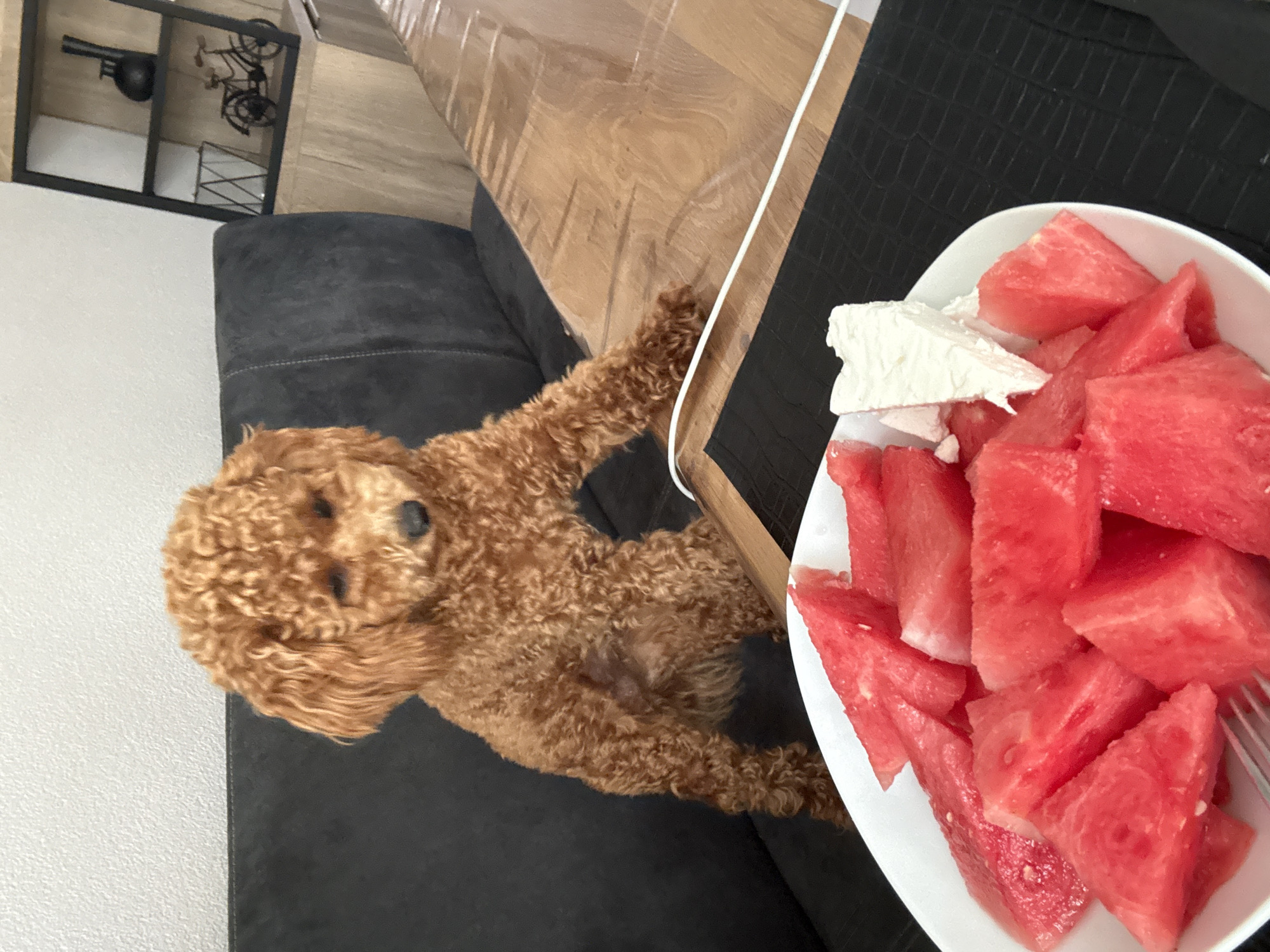 A toy poodle, with curly, reddish-brown fur, is seated on a dark grey upholstered sofa. The poodle is positioned in the left half of the frame, looking down towards a white plate of sliced watermelon and a triangular piece of white cheese, which sits on a black placemat on a wooden table in the foreground. The table surface is partially covered by a transparent plastic sheet. A white cable is visible on the table, extending towards the right side of the frame. In the background, a wall with a textured finish is visible, and to the right, a wooden shelf unit with black shelving displays decorative items including a small black vase and a miniature bicycle. The overall scene appears to be an indoor setting, likely a dining area or living room, possibly in a residential property in Marum, Netherlands, though no specific identifiers of the city are present in the visual information.