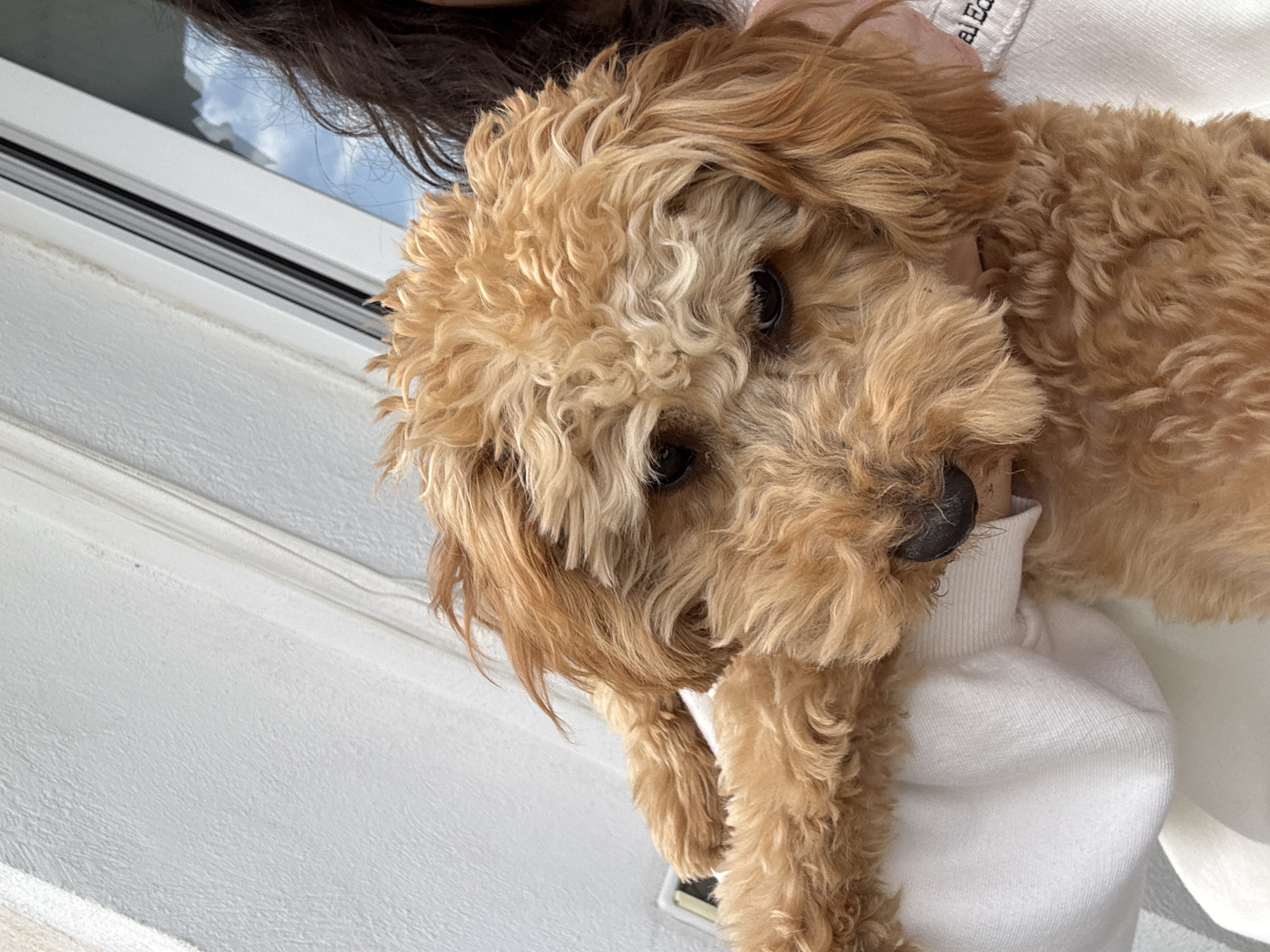 A tan-colored dog, possibly a Goldendoodle or similar breed with curly fur, is being held by a person wearing a white garment. The dog's face is prominent, showing its dark eyes and black nose. The background includes a white wall and a window with a reflection of the sky. It is impossible to identify the location as Blagoevgrad, Bulgaria, as there are no indicators of this specific place.