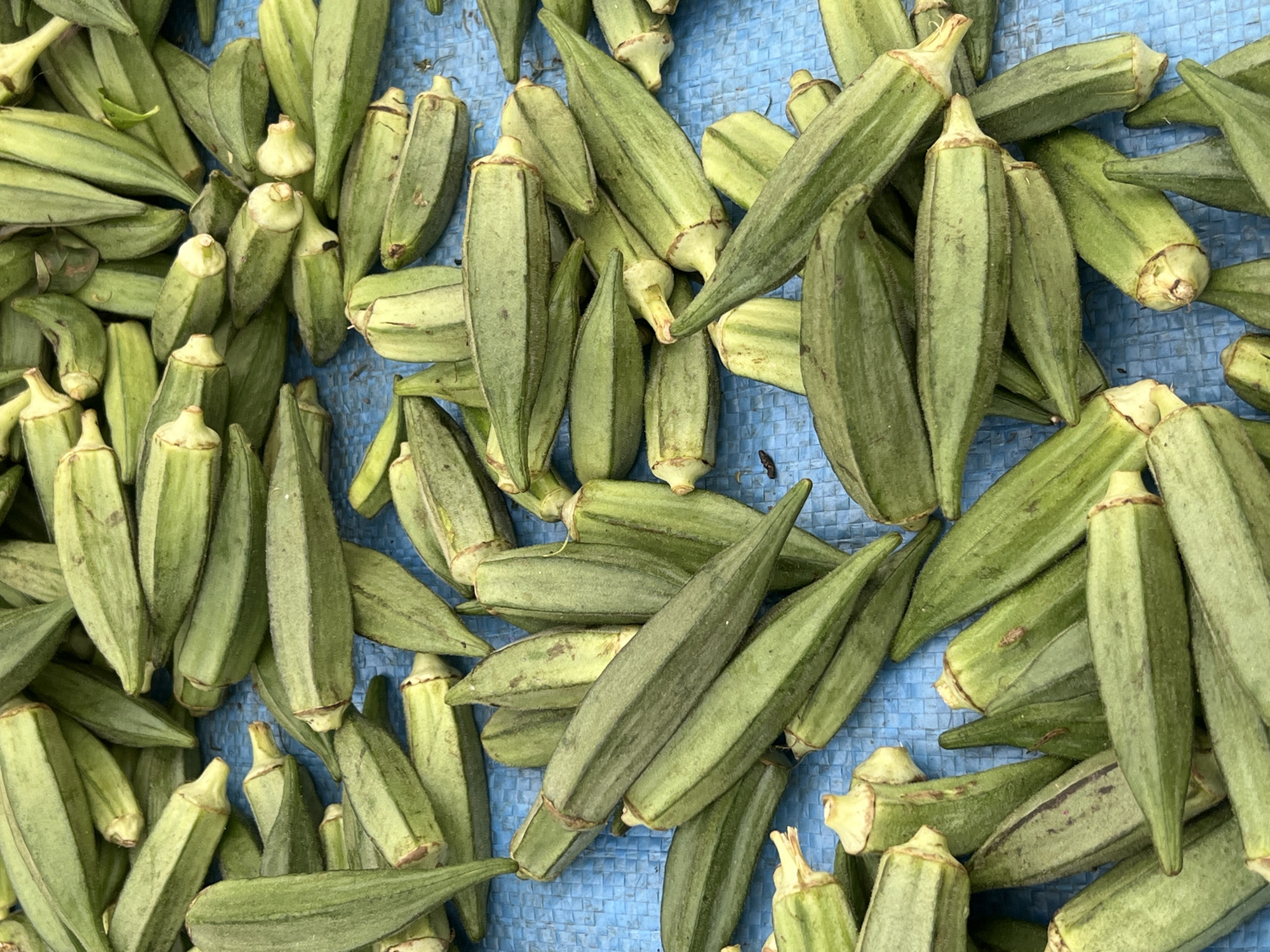 The image shows a pile of okra pods on a blue surface, likely a tarp or cloth. The okra pods are mostly green, with some showing variations in shade. There is no explicit evidence in the image to confirm a specific location in Egan, Nigeria. The scene consists only of the raw produce.
