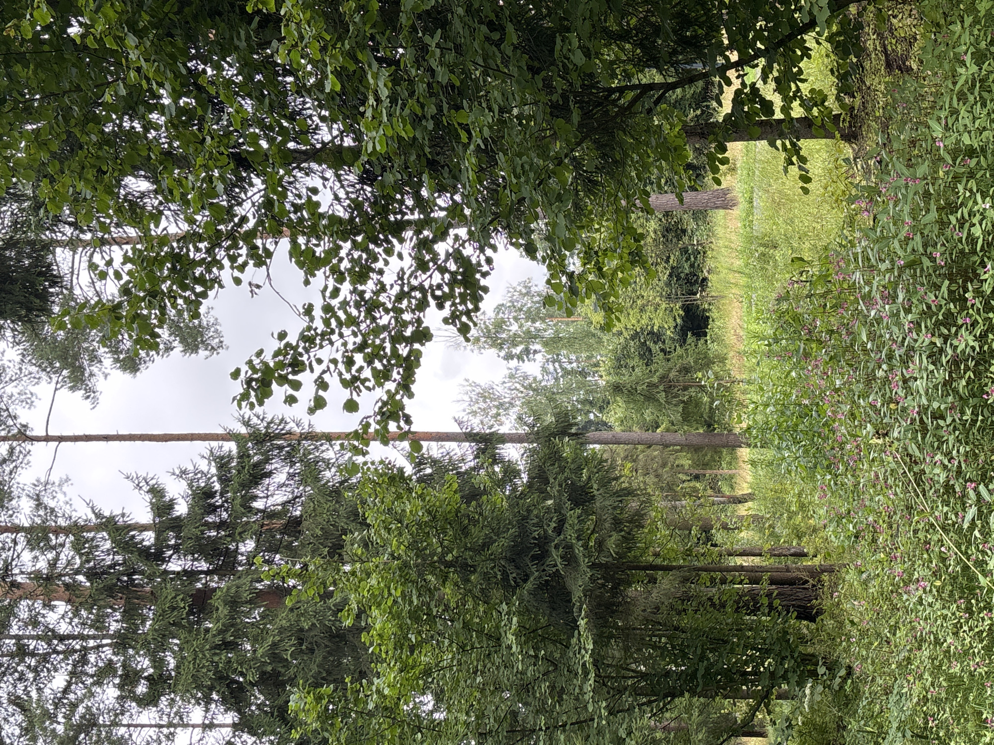 The image shows a dense forest clearing in Pavlovskaya Sloboda, Russia. The foreground is dominated by a thick carpet of green foliage interspersed with small pink flowers, possibly Impatiens. Tall, mature trees, including pines and other evergreens, rise in the background, their trunks creating a sense of depth. The ground is covered with grass and undergrowth, and sunlight filters through the canopy, creating a dappled effect. The sky is overcast with a light gray hue. The scene depicts a natural, undeveloped environment.