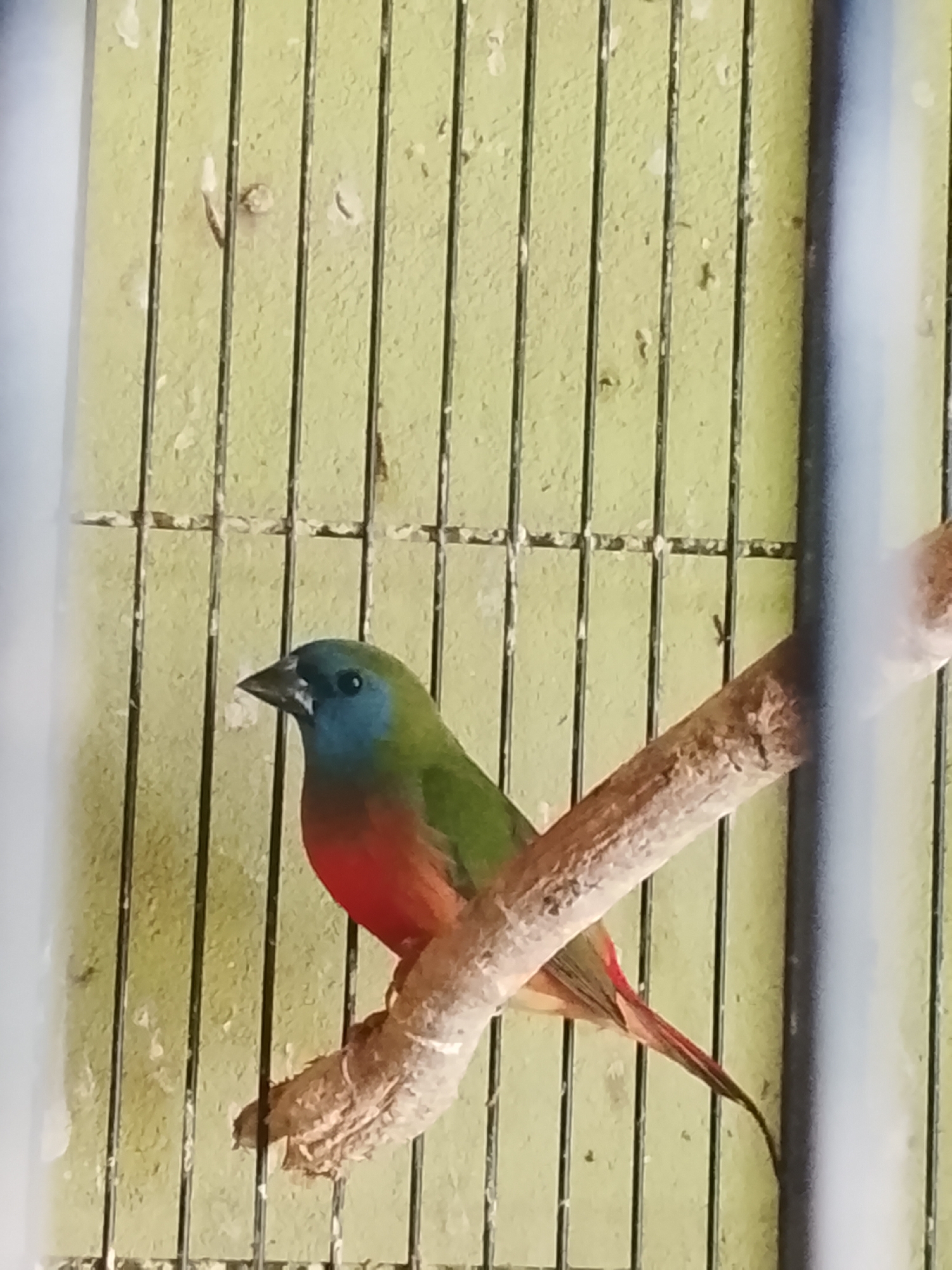 A small bird with a blue face, green back, and red breast perches on a branch inside a cage. The cage has vertical metal bars and a light green background. The bird is facing left, with its beak slightly open. Its eyes are dark. The branch it is perched on is rough and brown. The image appears to have been taken in Kuta Trieng, Indonesia.