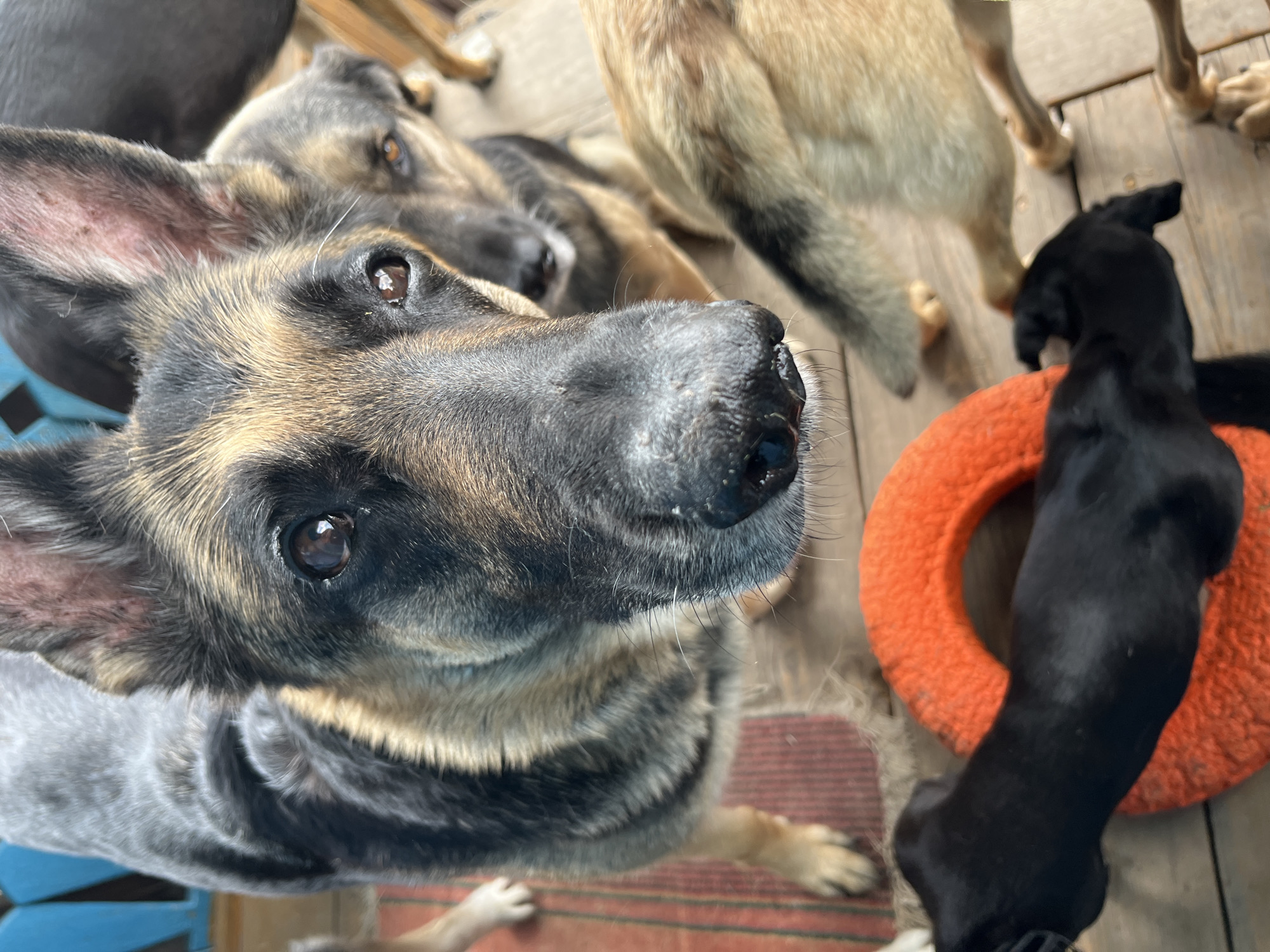 This image captures a close-up view of several dogs in an outdoor setting. The primary subject is a German Shepherd in the foreground, looking directly at the camera with a detailed view of its face, including its snout, eyes, and ears. Behind it, another dog, also appearing to be a German Shepherd mix, is partially visible, looking to the side. To the right, a third dog with tan and black fur is seen from the rear, with its hindquarters and tail in view. In the lower portion of the image, a small black dog is lying on a bright orange ring-shaped toy, possibly made of fabric or rubber. The ground appears to be made of wooden planks, and a striped rug is visible underneath the German Shepherd in the foreground. The background shows glimpses of a blue structure and a reddish-brown mat. The overall scene suggests a casual environment, possibly a yard or a common area where dogs are kept. There is no indication of the city of Nizhny Tagil, Russia, or any specific location within it.