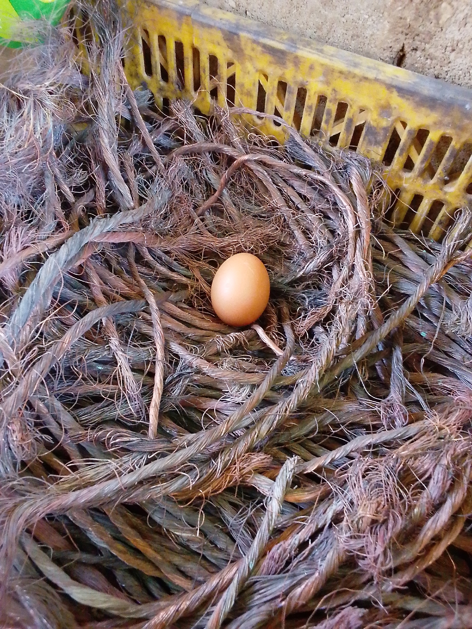 A single light brown egg rests nestled among a dense pile of tangled, frayed material, which appears to be scrap copper wire or similar metallic fibers. This material fills a portion of a dirty, yellow plastic crate or basket, visible along the top right edge of the frame. The crate features a grid-like pattern of vertical and horizontal slats. The fibrous material varies in color, displaying shades of dull copper, grey, and hints of green, suggesting oxidation or varied composition. Some strands are thin and wispy, while others are thicker and braided. The egg, smooth and oval, is positioned slightly off-center towards the right. The background behind the crate is an indistinct, lighter brown, possibly a wall or ground surface. The lighting is diffused, casting no harsh shadows. There is no visible text. The scene presents a contrast between the natural form of the egg and the man-made, discarded materials.