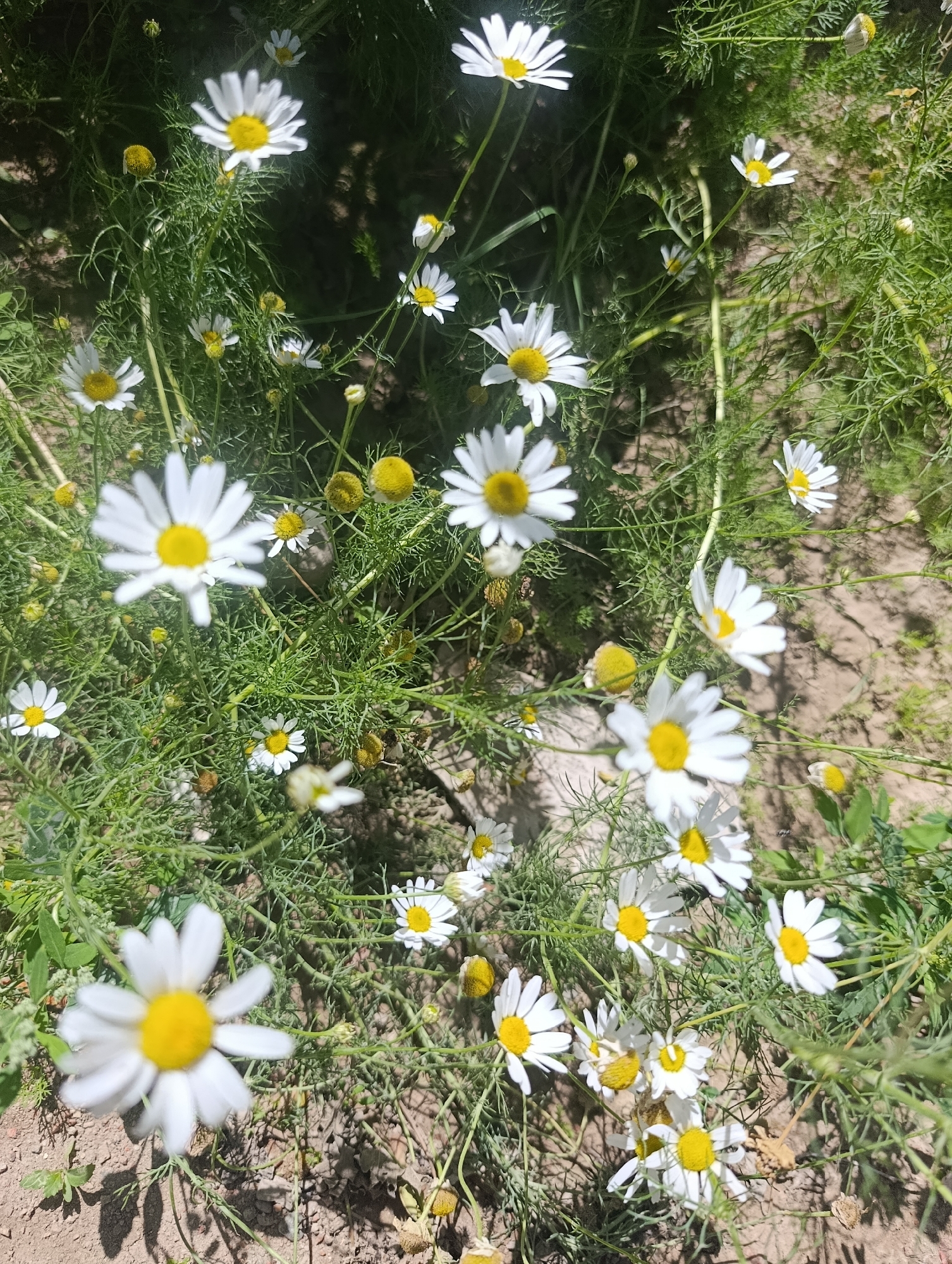 The image displays a close-up, overhead view of several white chamomile flowers with yellow centers, surrounded by their feathery green foliage. The flowers are in various stages of bloom, with some fully open and others in bud. The ground beneath the flowers is a mix of dry soil and scattered dried leaves or petals. The lighting suggests it is daytime, with some shadows indicating a bright sun. The scene is natural and appears to be outdoors. There are no people or man-made structures visible in the frame. The context of Kochkor, Kyrgyzstan, is not visually discernible from the image itself.