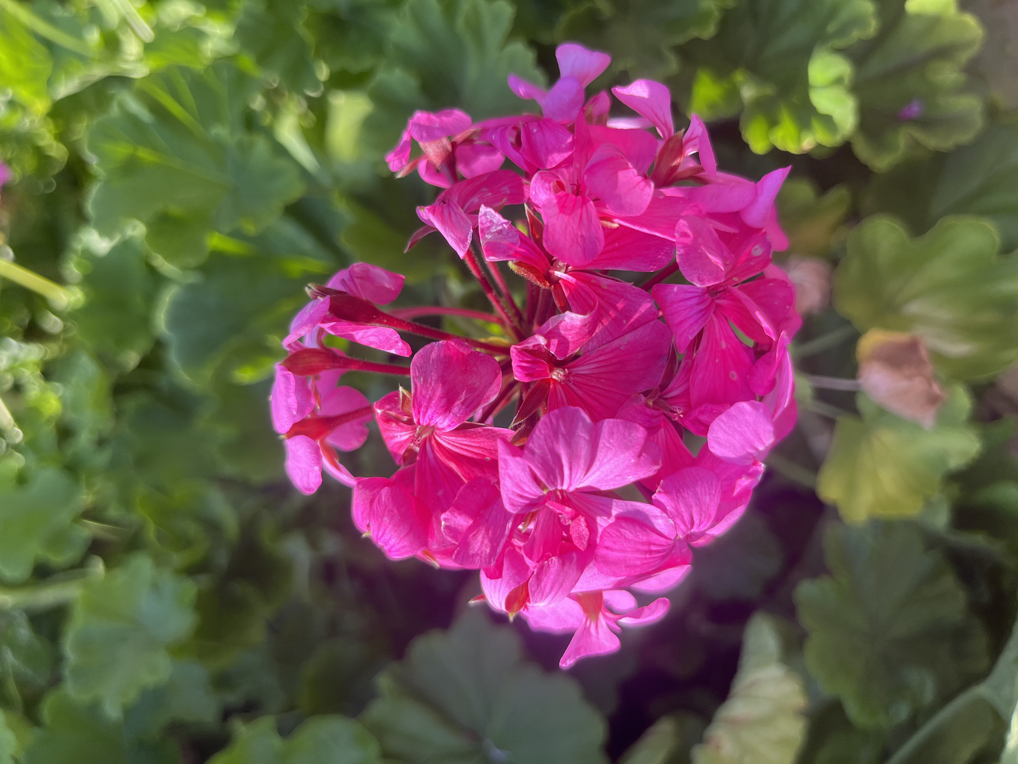 A close-up, overhead shot captures a cluster of vibrant pink geranium flowers. The blossoms are densely packed, with delicate petals fanning out from thin stems. Behind the flowers, lush green leaves create a blurred backdrop, suggesting an outdoor setting bathed in natural light. The scene is devoid of any human presence or activity, focusing solely on the natural beauty of the flowers and foliage. The specific location is not discernible from the image itself, but it is noted that the photograph was taken in the city of Kalopanagiotis, Cyprus.