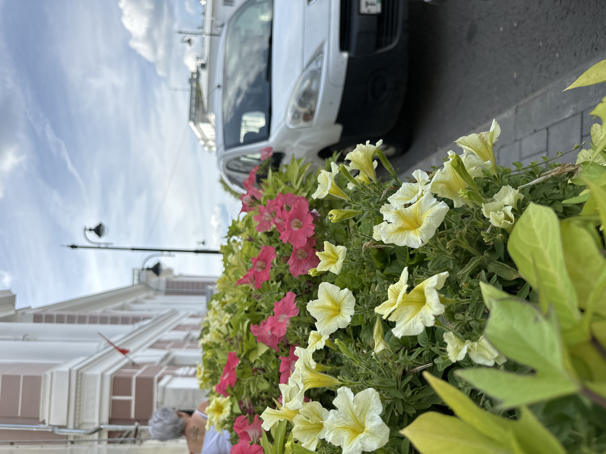 The image captures a close-up view of a flowerbed filled with white and pink petunias, with large, vibrant green leaves in the foreground. Behind the flowers, a white van is parked on a paved street. In the background, a building with a pink and white facade and a lamppost are visible. A person with gray hair is partially visible on the left side of the image. The scene appears to be a street in Arkhangelsk, Russia, characterized by urban architecture and landscaping.