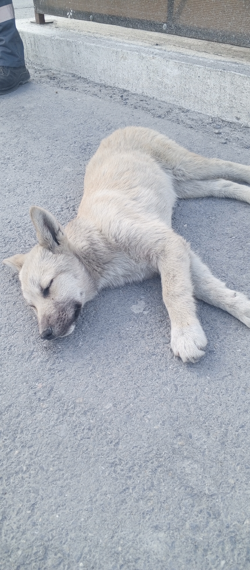 A light-colored dog is sleeping on an asphalt surface. The dog is lying on its side with its legs extended. Its eyes are closed, and its head is resting on the ground. The dog appears to be young. In the upper left corner of the image, a person's leg wearing dark pants and a black shoe is visible, suggesting the presence of a human. The background consists of a concrete curb and a wooden structure, likely part of an outdoor urban setting. The scene is illuminated by daylight, casting a soft light on the dog and its surroundings. The overall impression is one of a peaceful moment captured in a city environment.