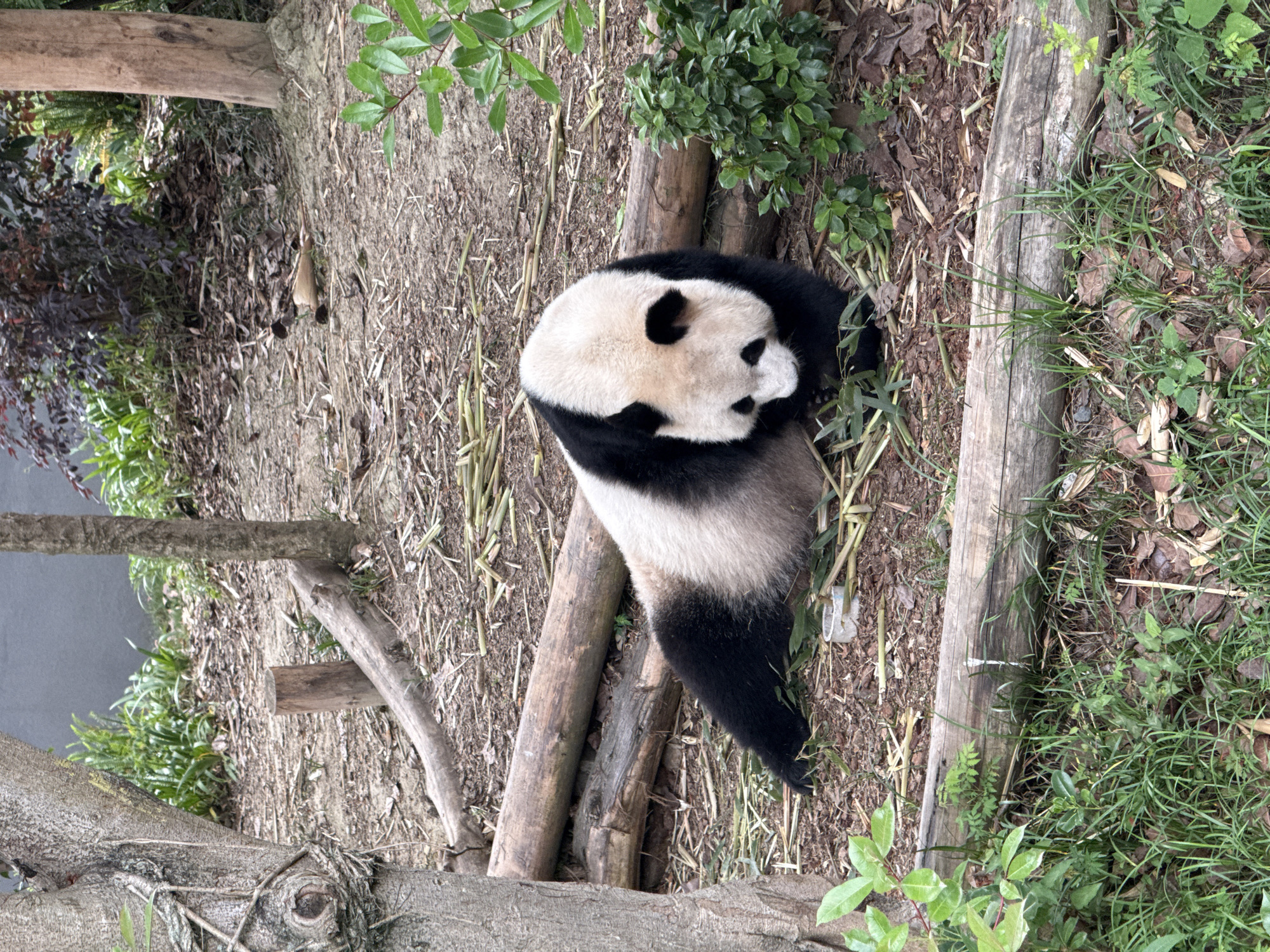 A giant panda is curled up on the ground, resting near logs and vegetation. The ground consists of dirt, leaves, and bamboo stalks. The location is likely the Chengdu Research Base of Giant Panda Breeding, located in Chenghua District, Chengdu, Sichuan, China.