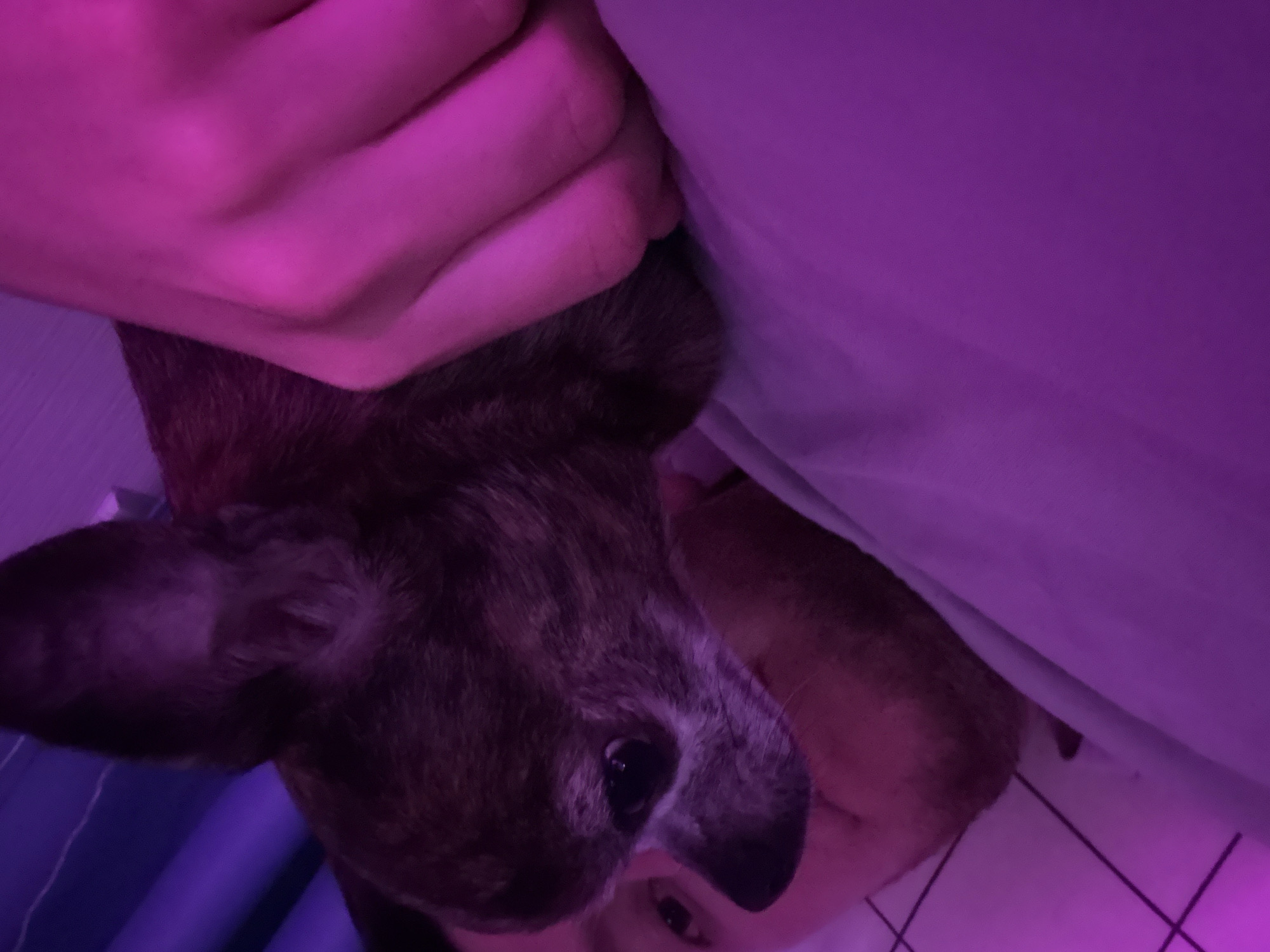 A chihuahua is resting on a person's chest. The person's hand is resting on the dog's back. The scene is lit with purple light. The location is indoors, possibly a bedroom, in the city of Mirny, Russia. The background is a wall with vertical lines. The bedspread is a light purple color.