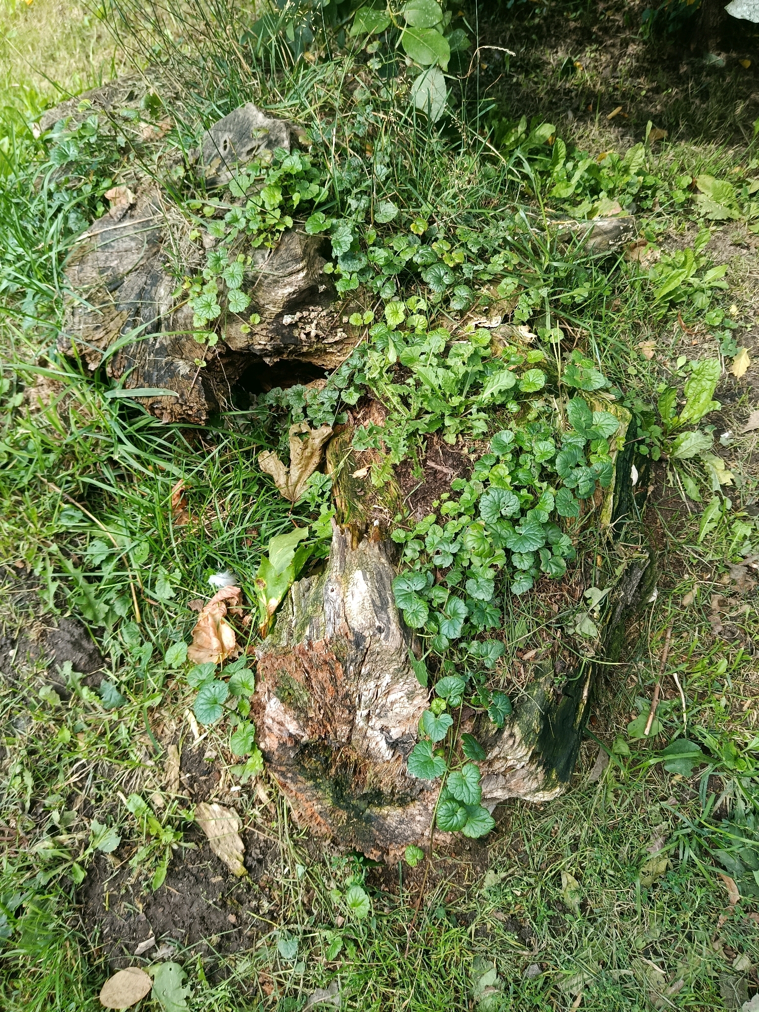 In an outdoor environment with dappled sunlight, a close-up, overhead view captures a fallen log or tree stump on the ground. The decaying wood is covered in lush green vines and ground cover plants. Grass and other weeds surround the log, with some dry leaves scattered on the soil. The scene appears to be in a natural or park-like setting, likely in a city based on the prompt's request for location in "Unknown, Unknown." There are no people or animals visible in the image.