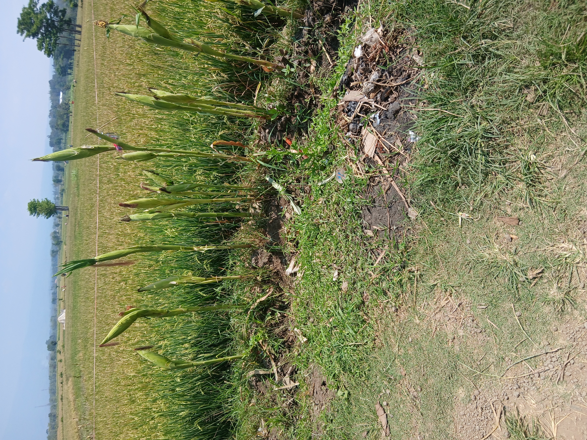 This is a medium-shot photograph taken outdoors in Tenggarong, Indonesia, on a clear day. The foreground consists of dry grass and dirt, with a small pile of garbage on the right side. Behind this, several young corn stalks are visible, some with developing ears. In the background, a vast rice paddy stretches to the horizon, with a line of trees and a few structures in the distance. The sky is a pale blue. There are no people or animals visible in the image.