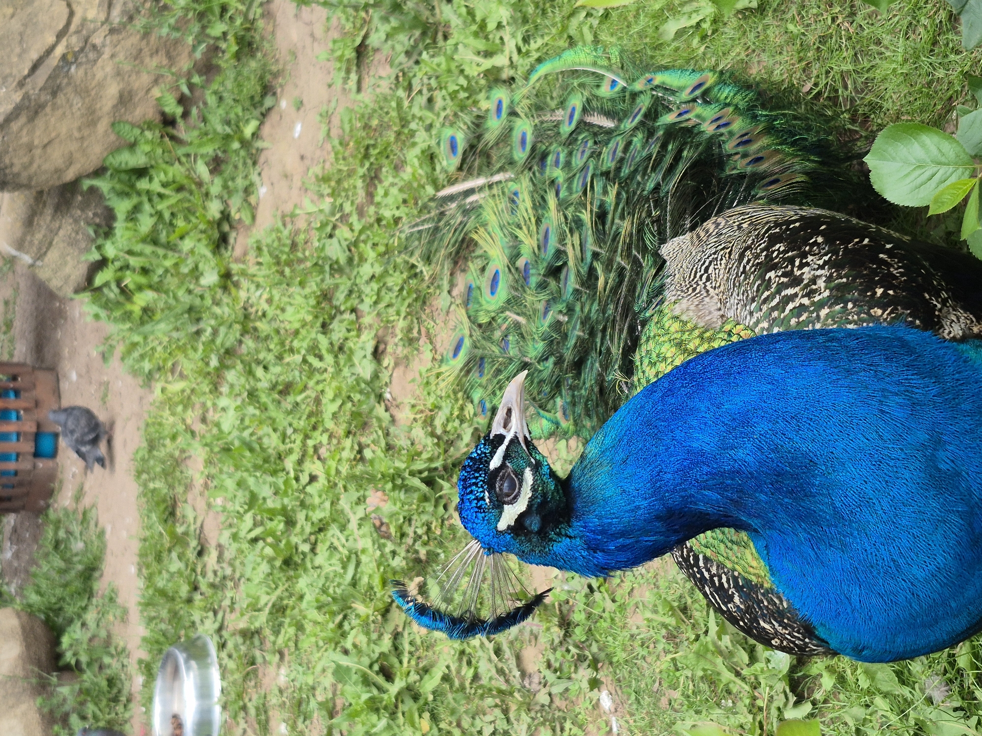A peacock is shown in profile, facing right, in a grassy outdoor enclosure. Its iridescent blue neck and head are the most prominent features, with a crest of fine, dark blue feathers on its head and a white patch around its eye. Its tail feathers, fanned out behind it, display the characteristic eye spots in shades of green and blue. The background consists of green grass, dirt, rocks, and a blurry wooden structure and a metal bowl. A pigeon is visible in the background. The scene is static and lacks any identifiable human presence or specific landmarks that would place it within the city of Izhevsk, Russia.